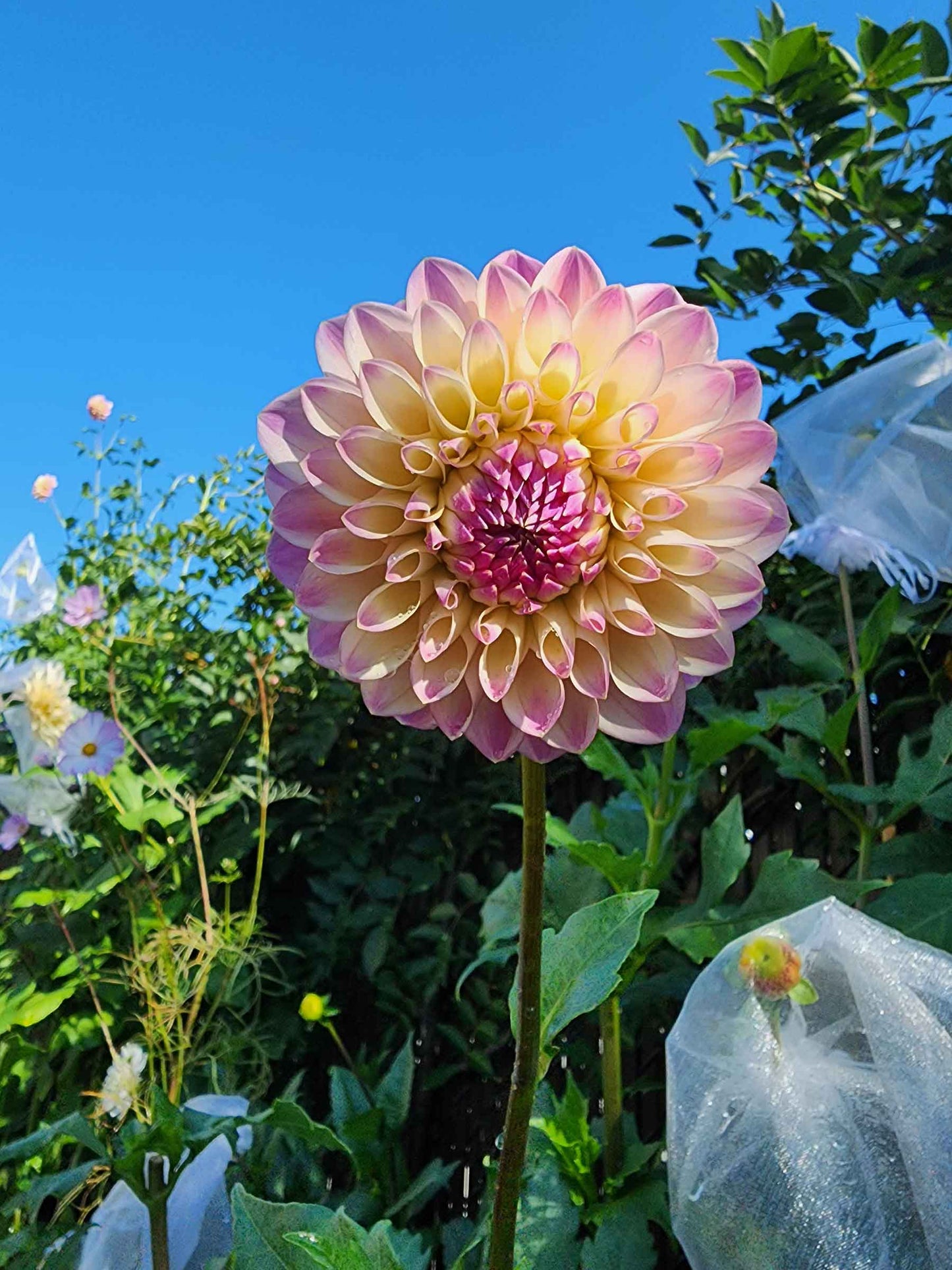 Dahlia Coralie (tuber)