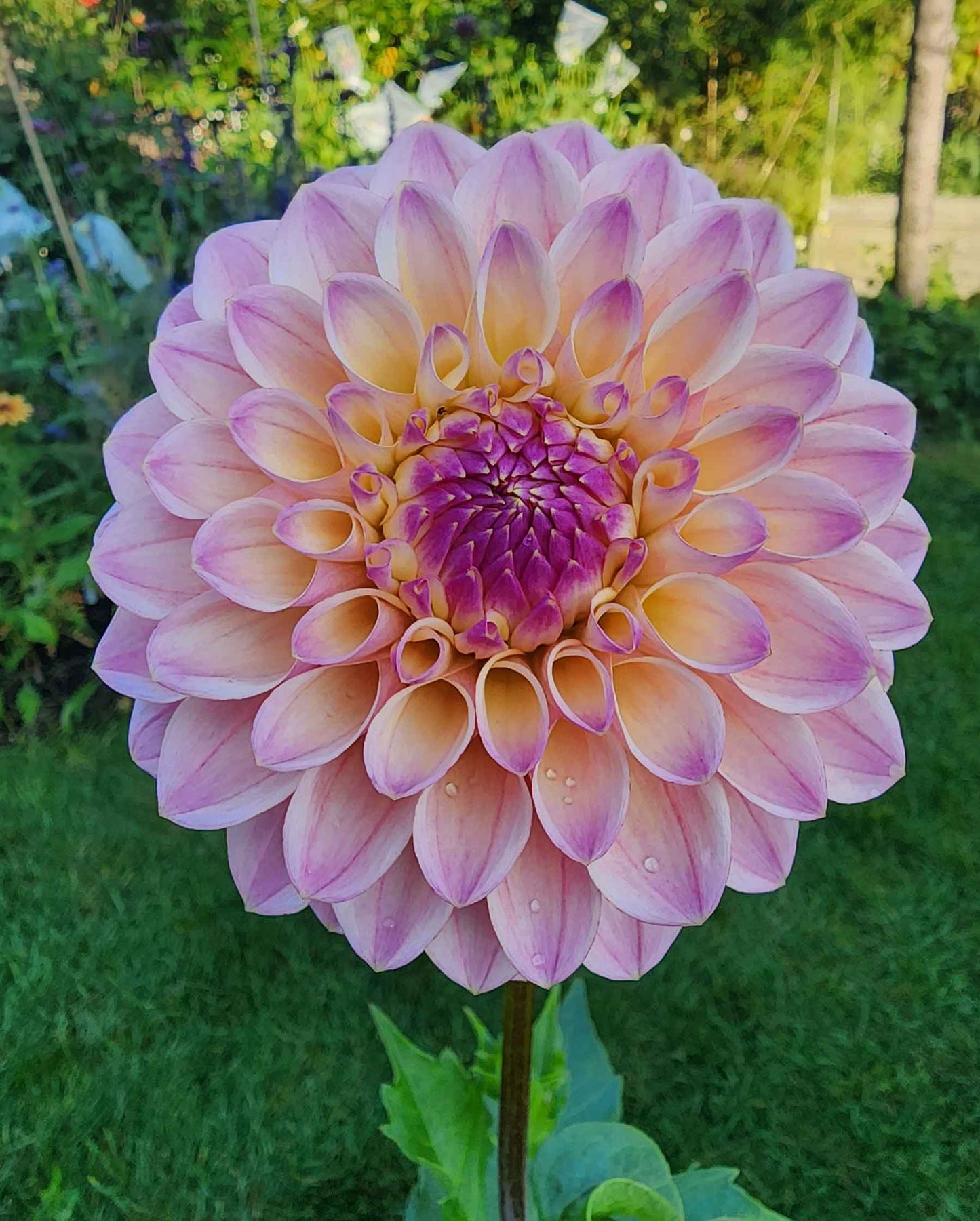 Dahlia Coralie (tuber)