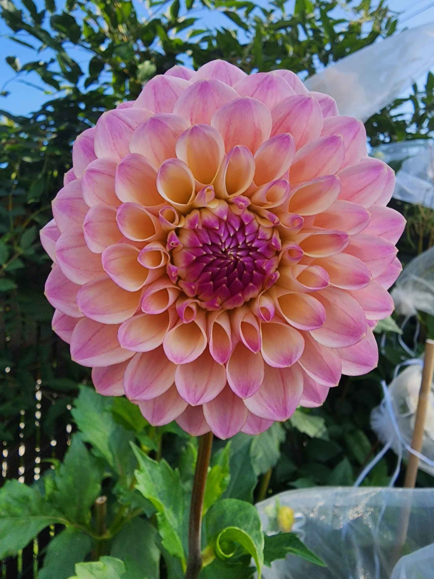 Dahlia Coralie (tuber)