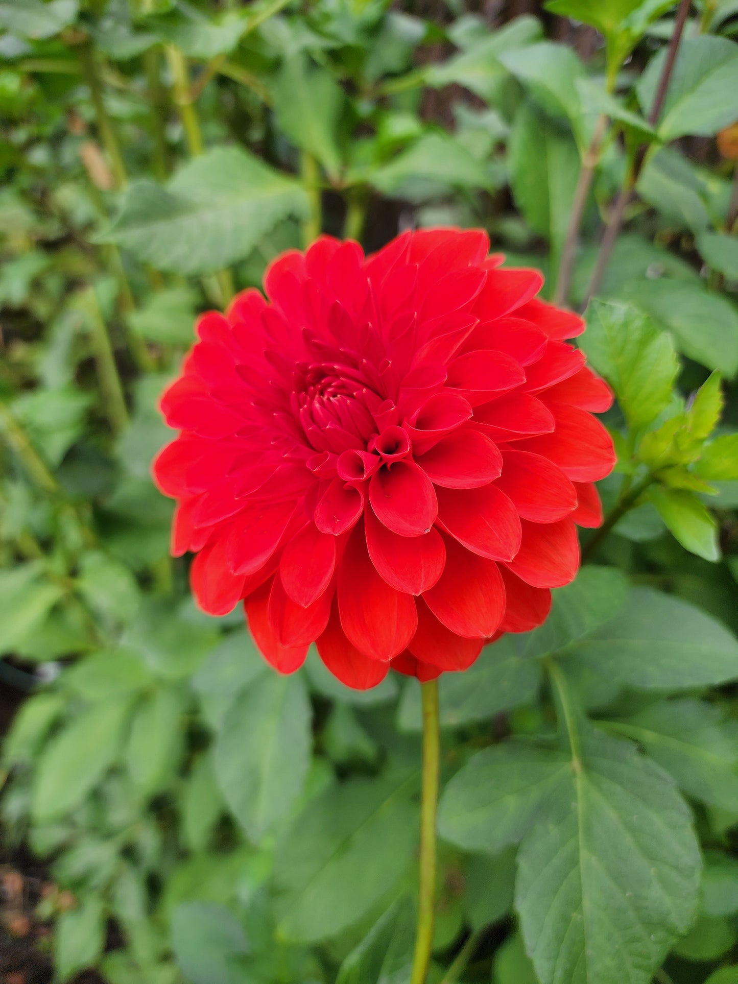 red dahlia