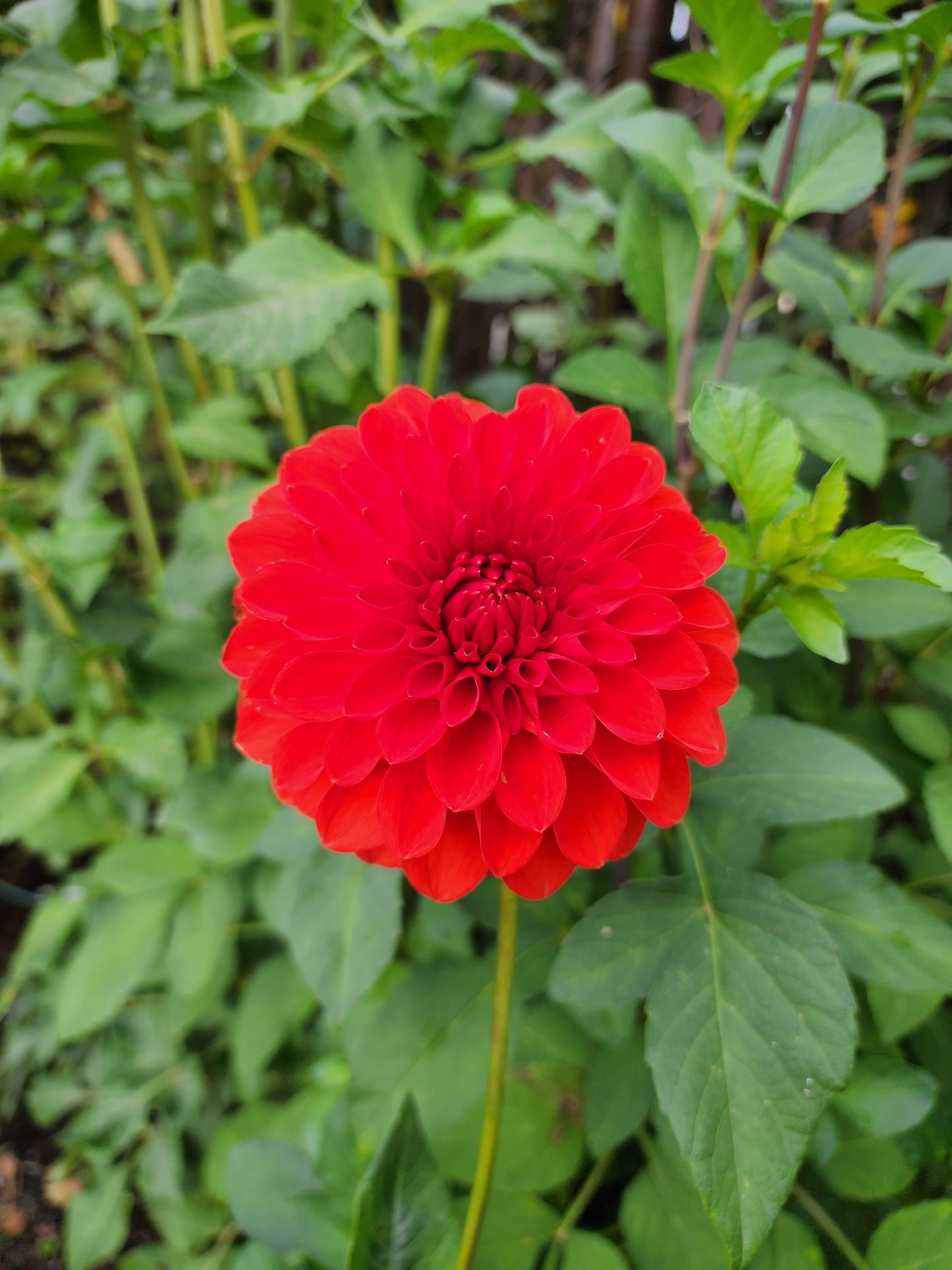 red dahlia canada