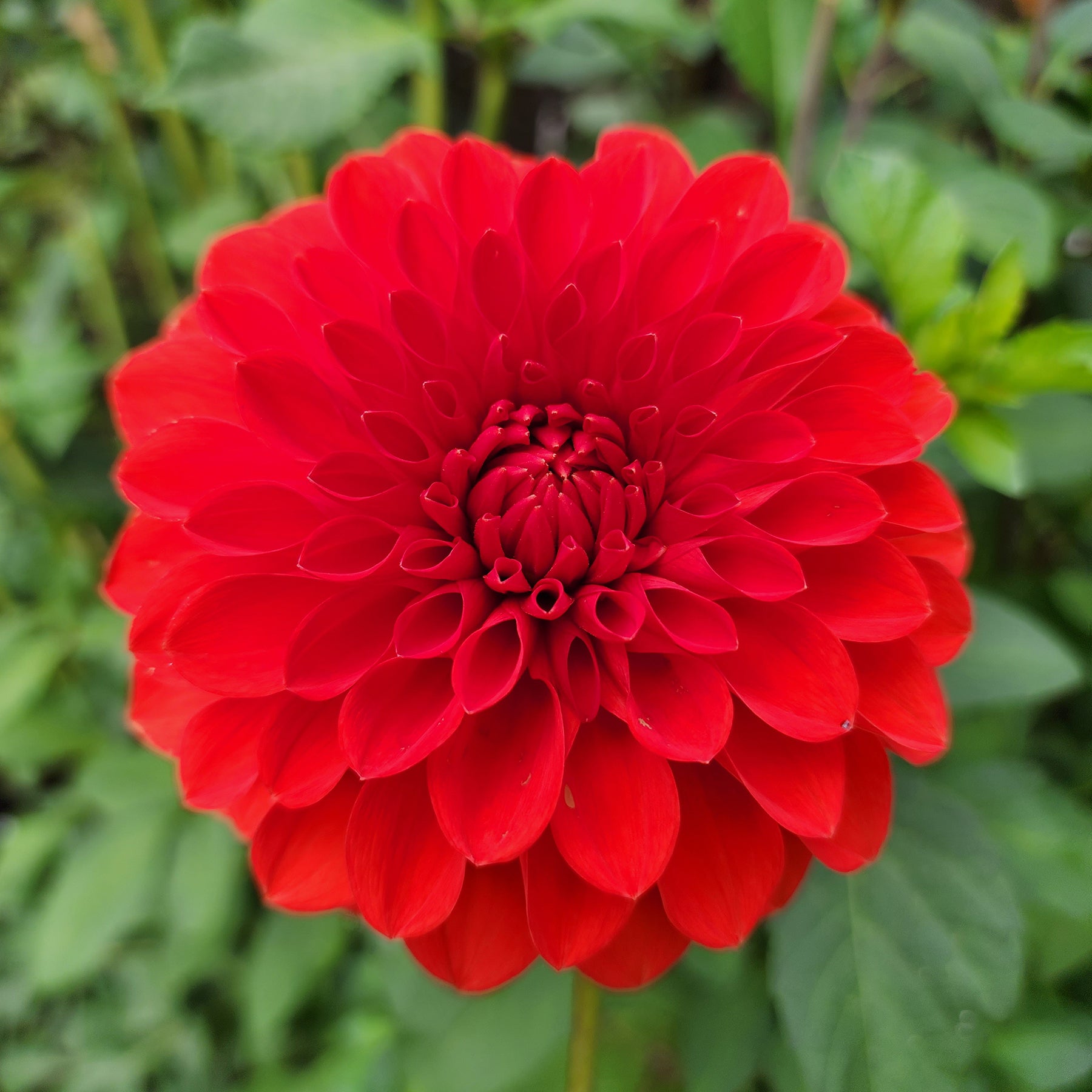 perfect red dahlia canada