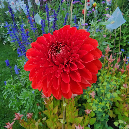 red dahlia