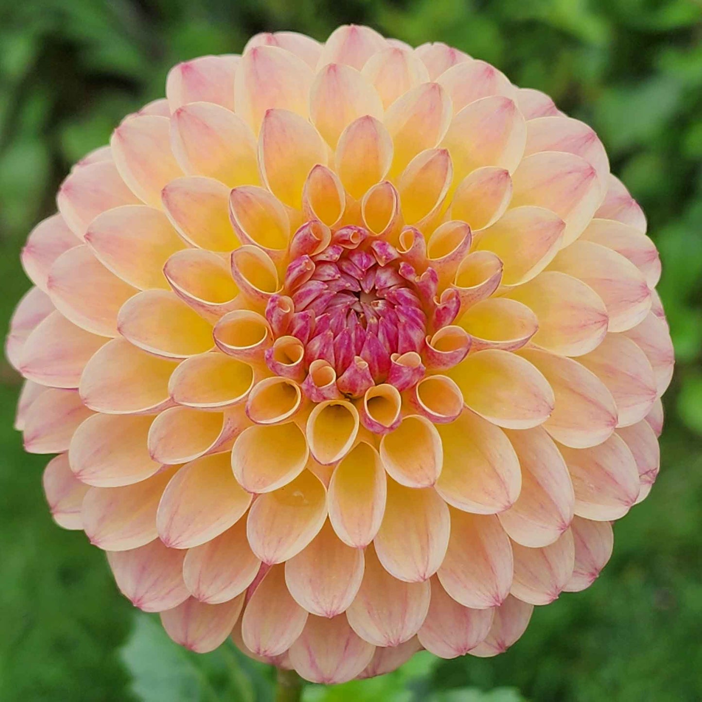 Dahlia Coseytown Gale (tuber)