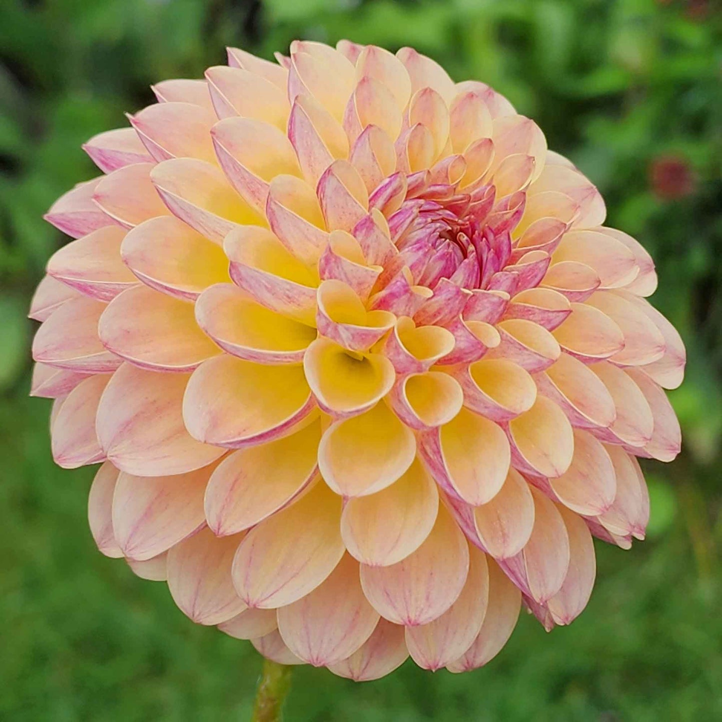 Dahlia Coseytown Gale (tuber)