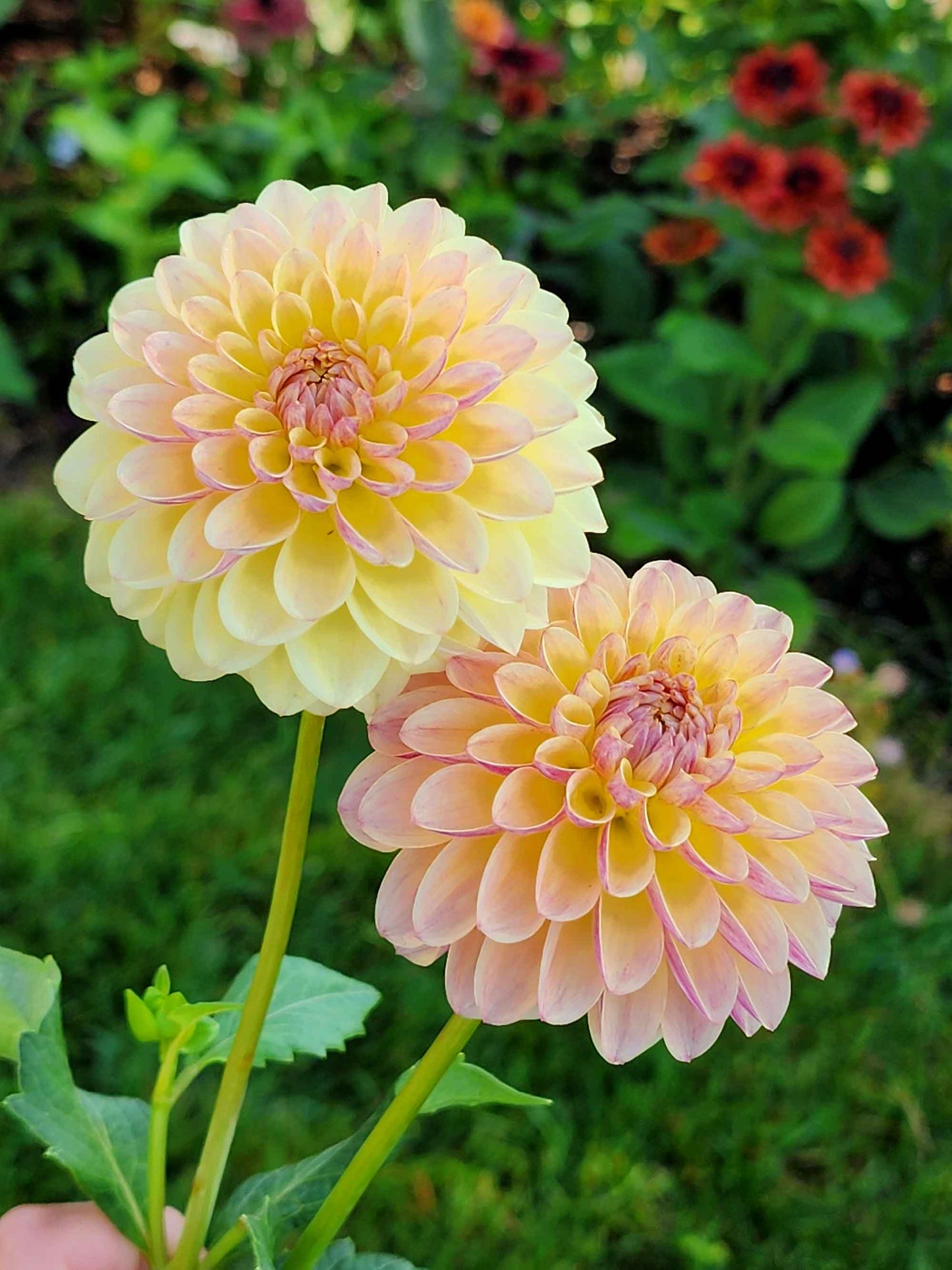 Dahlia Coseytown Gale (tuber)