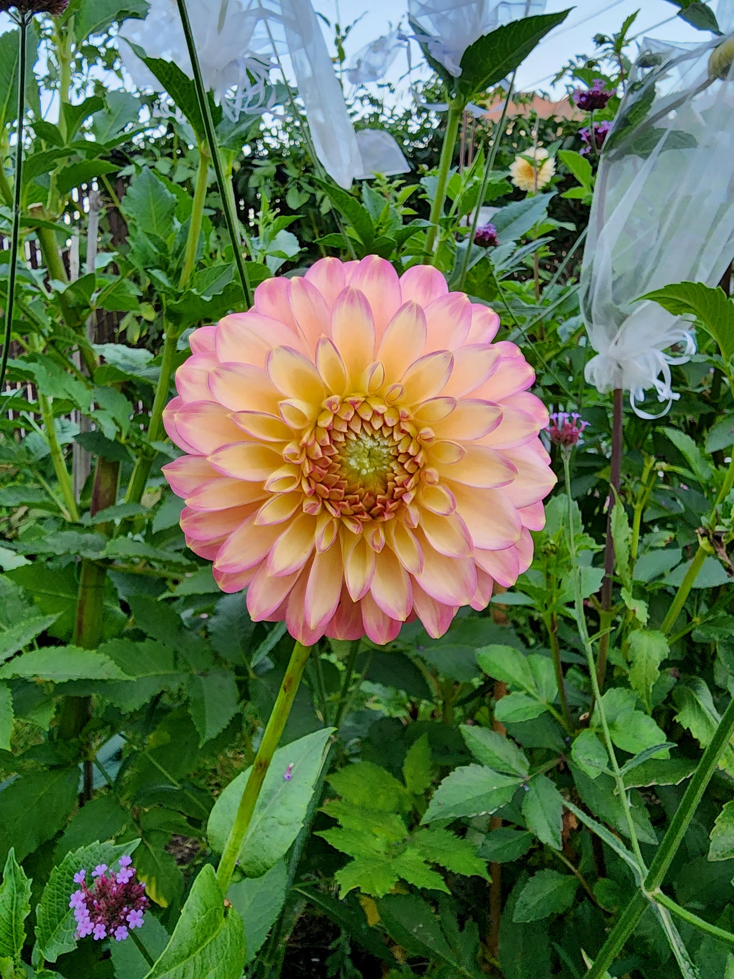 crazy 4 teedy canada dahlia tubers