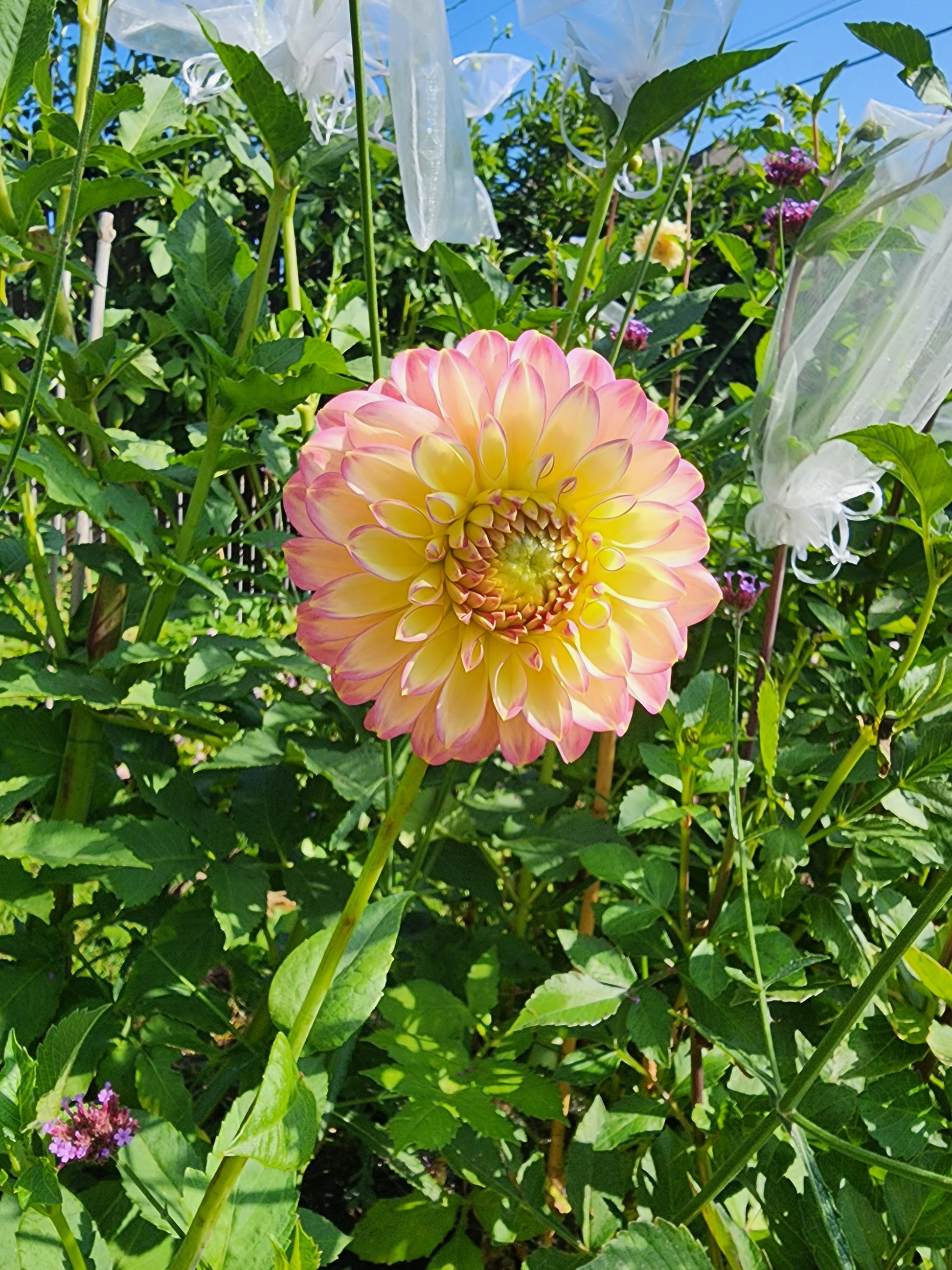 urban cut flower garden