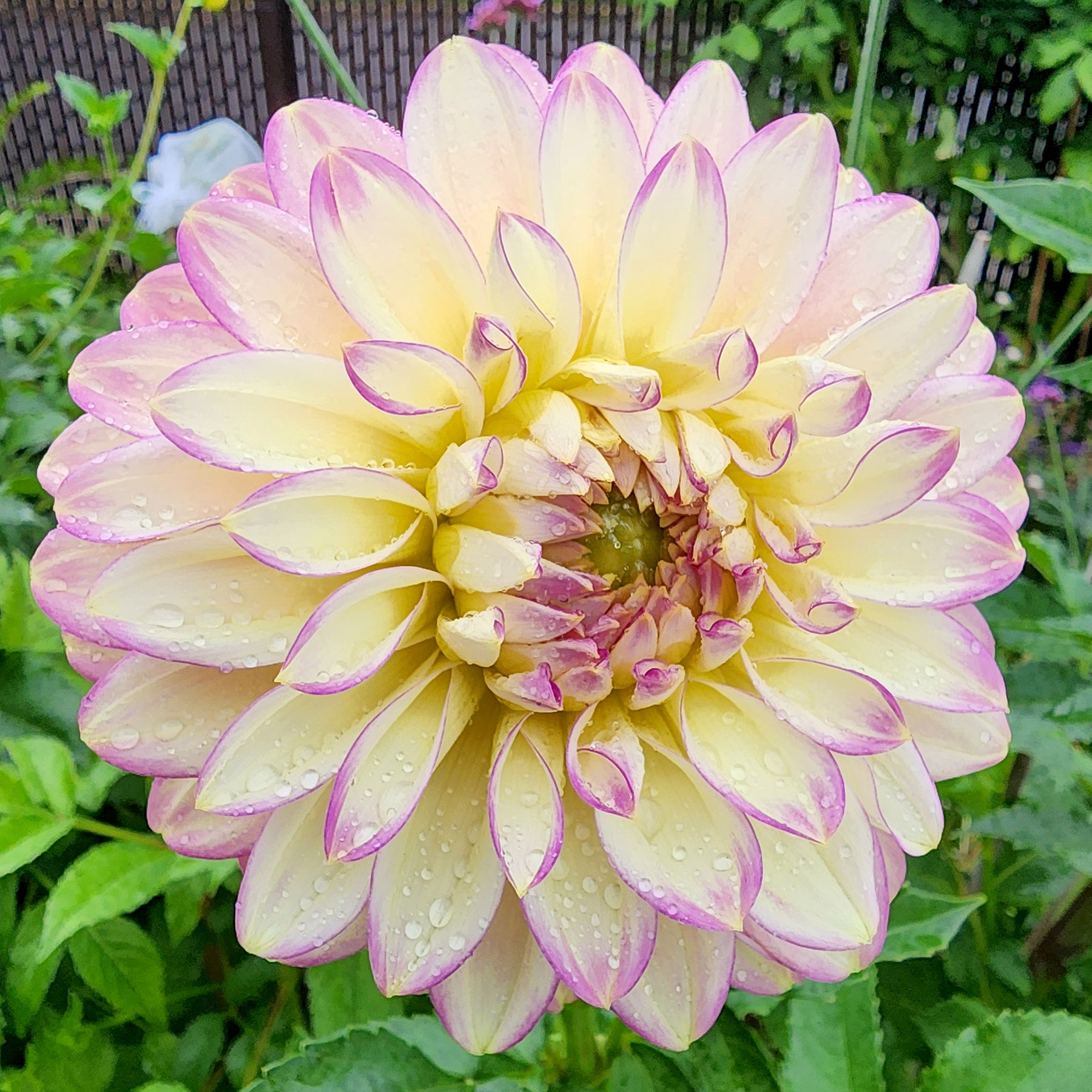 crazy 4 teedy dahlia canada jamais sans mes fleurs