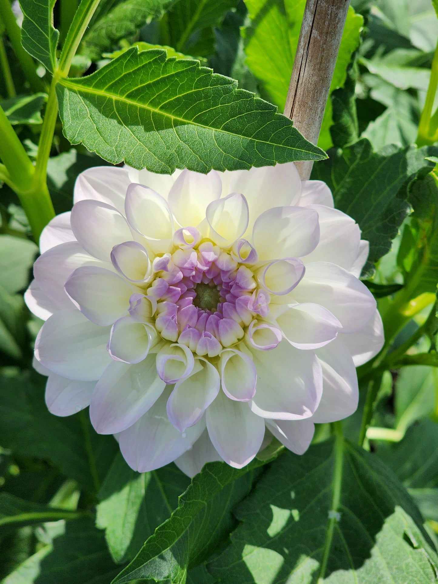 eveline dahlia tubers canada