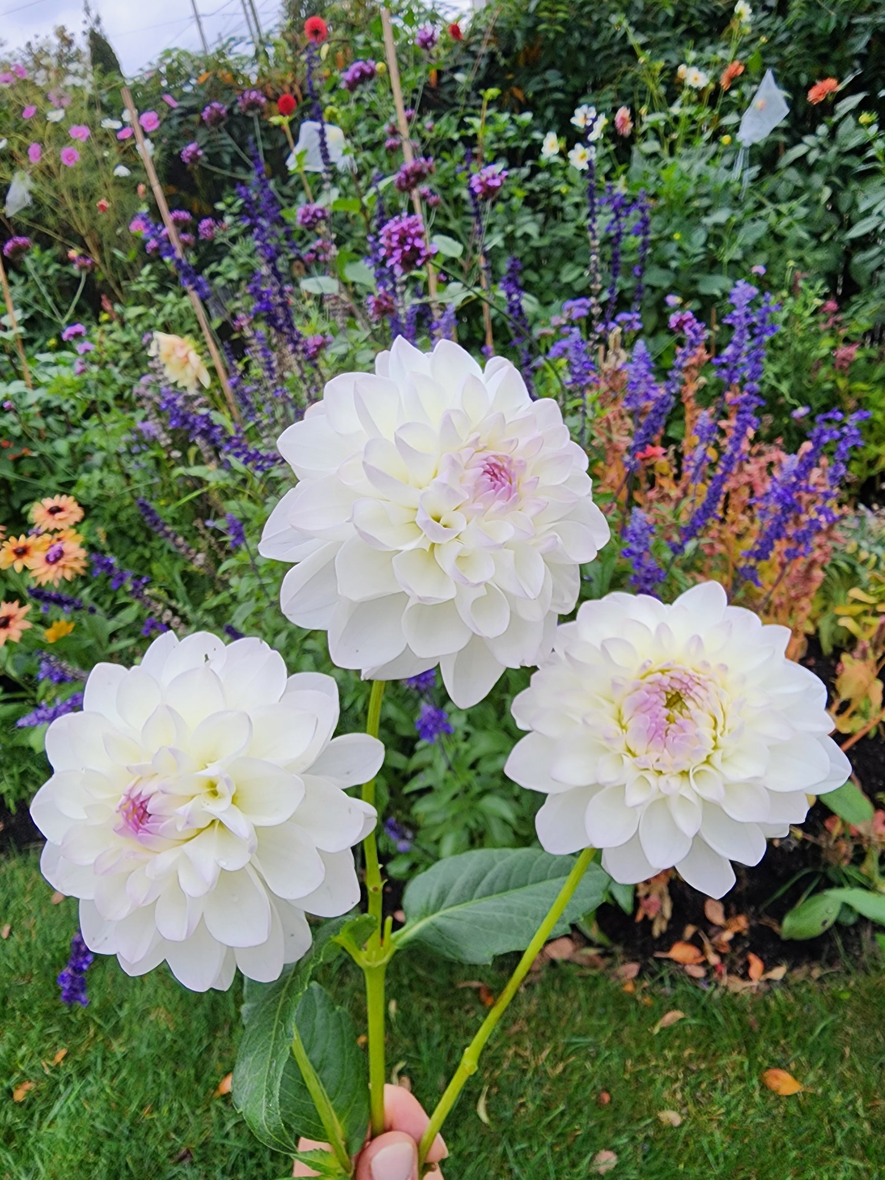 eveline dahlia cut flowers