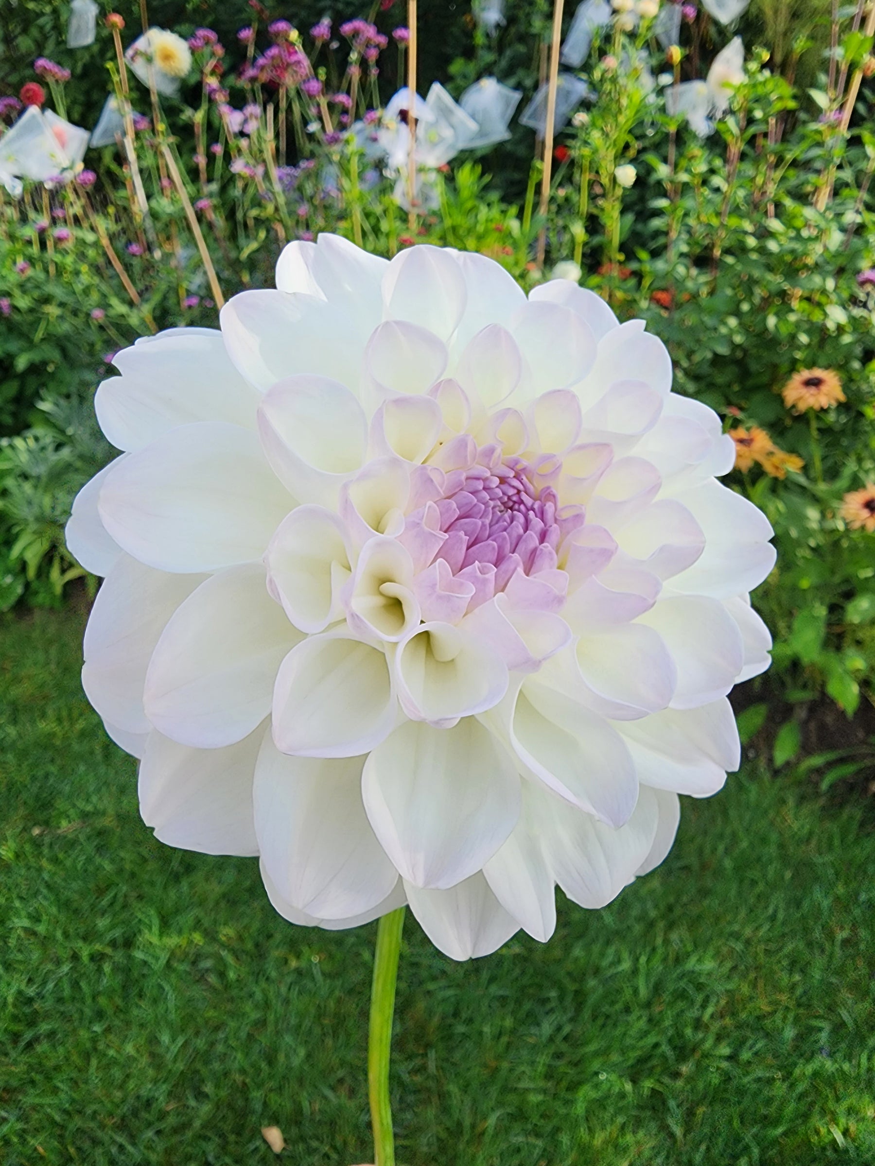 dahlia eveline jamais sans mes fleurs