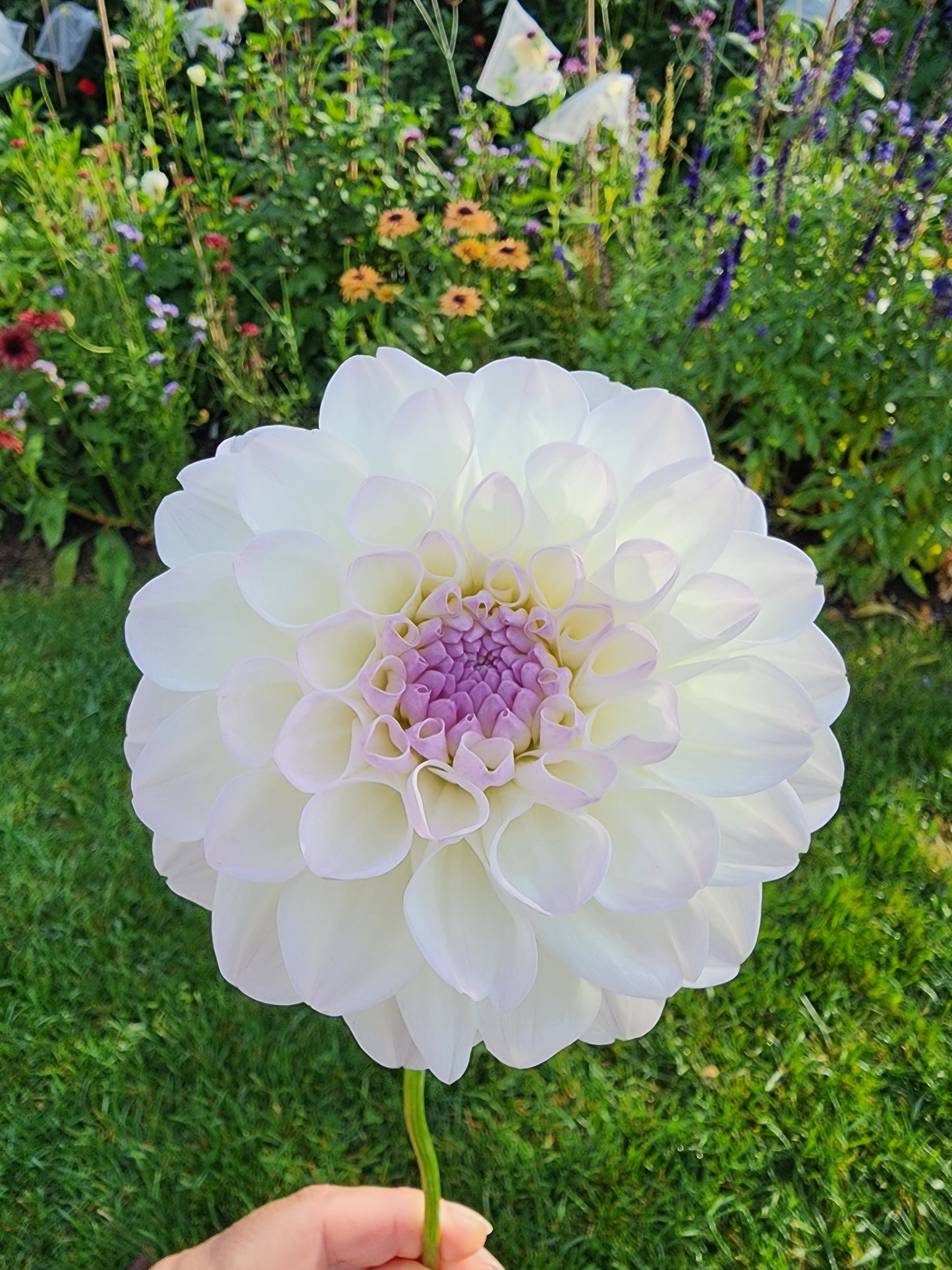 dahlia eveline tubercules canada