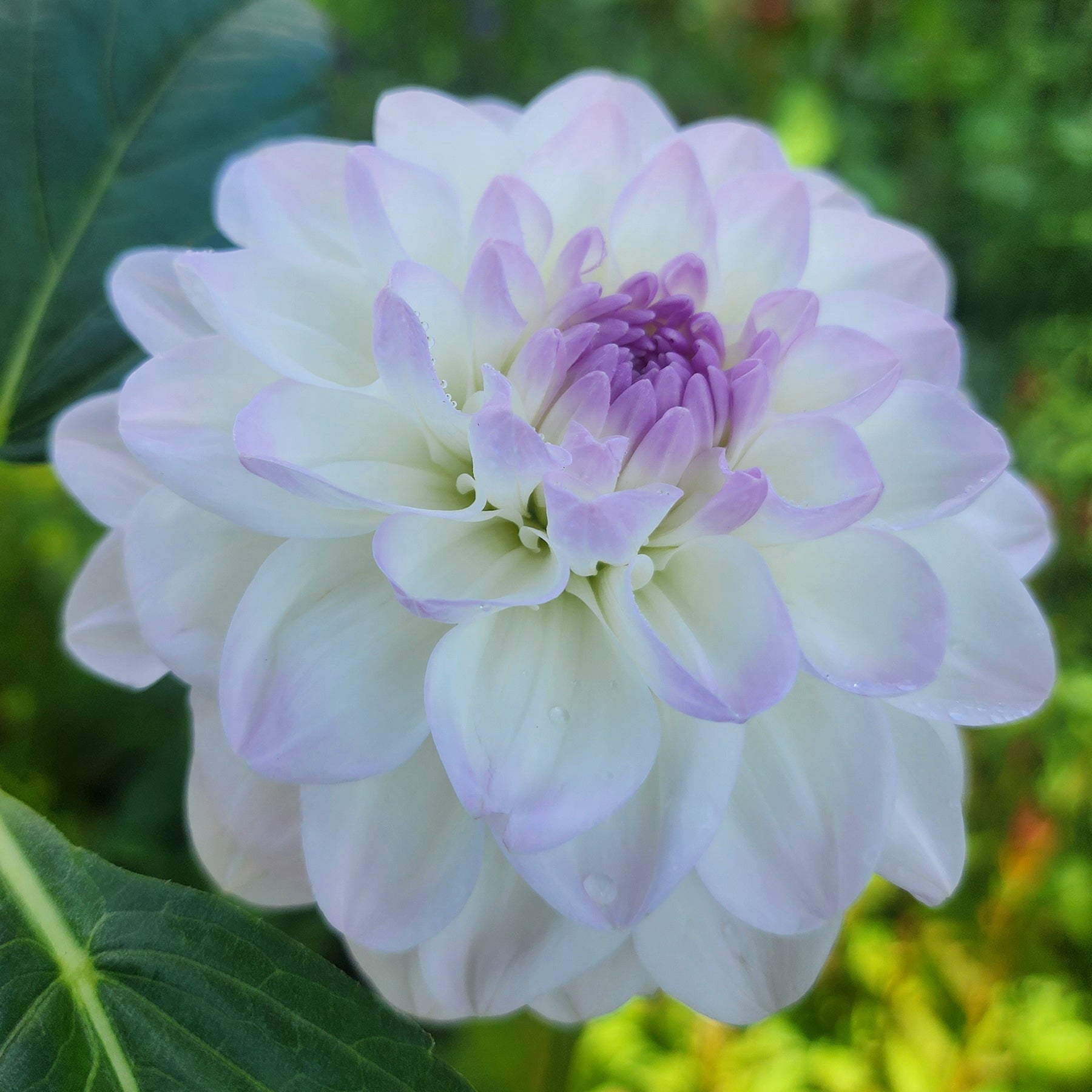 eveline dahlia canada