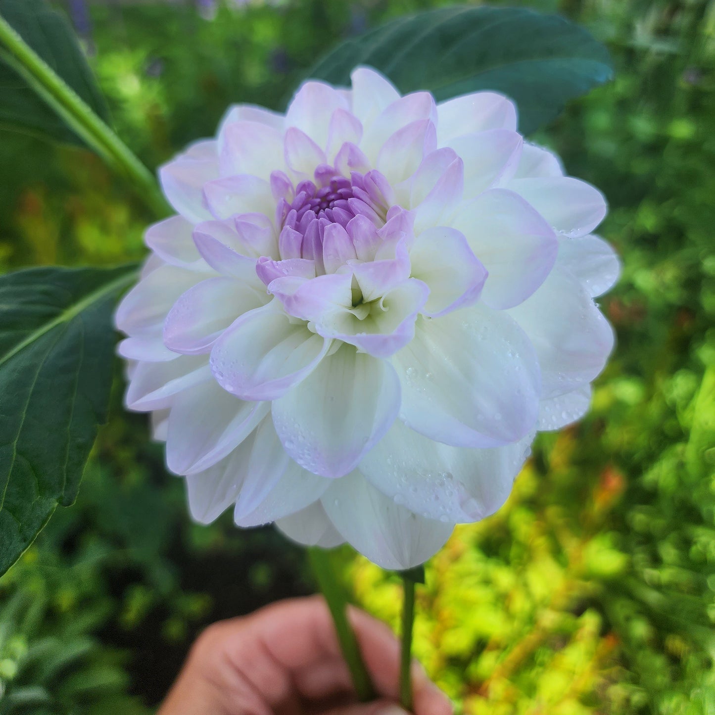 dahlia eveline canada