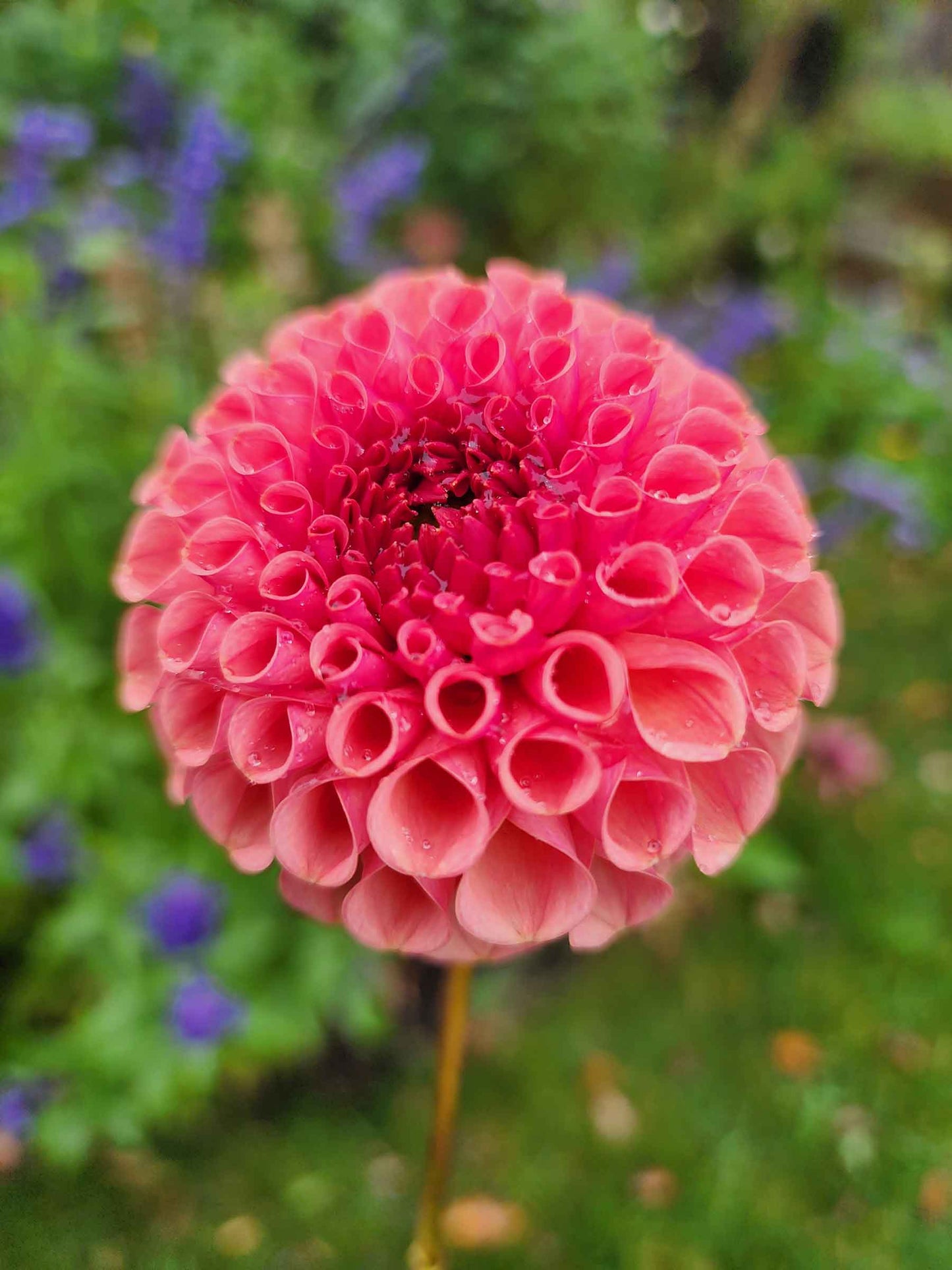 Dahlia Ferncliff Rusty (tuber)