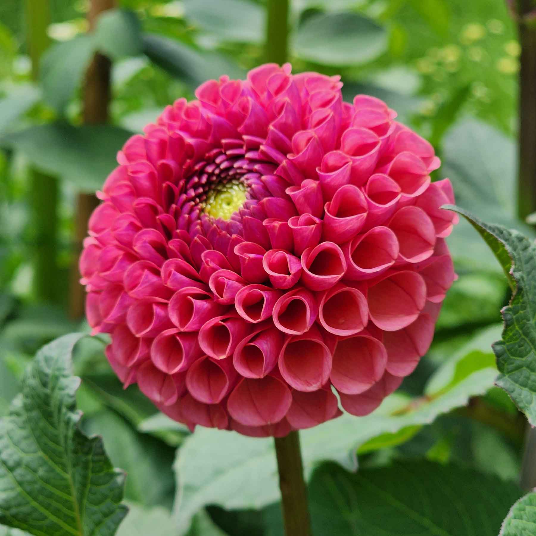 ferncliff rusty dahlia tubers