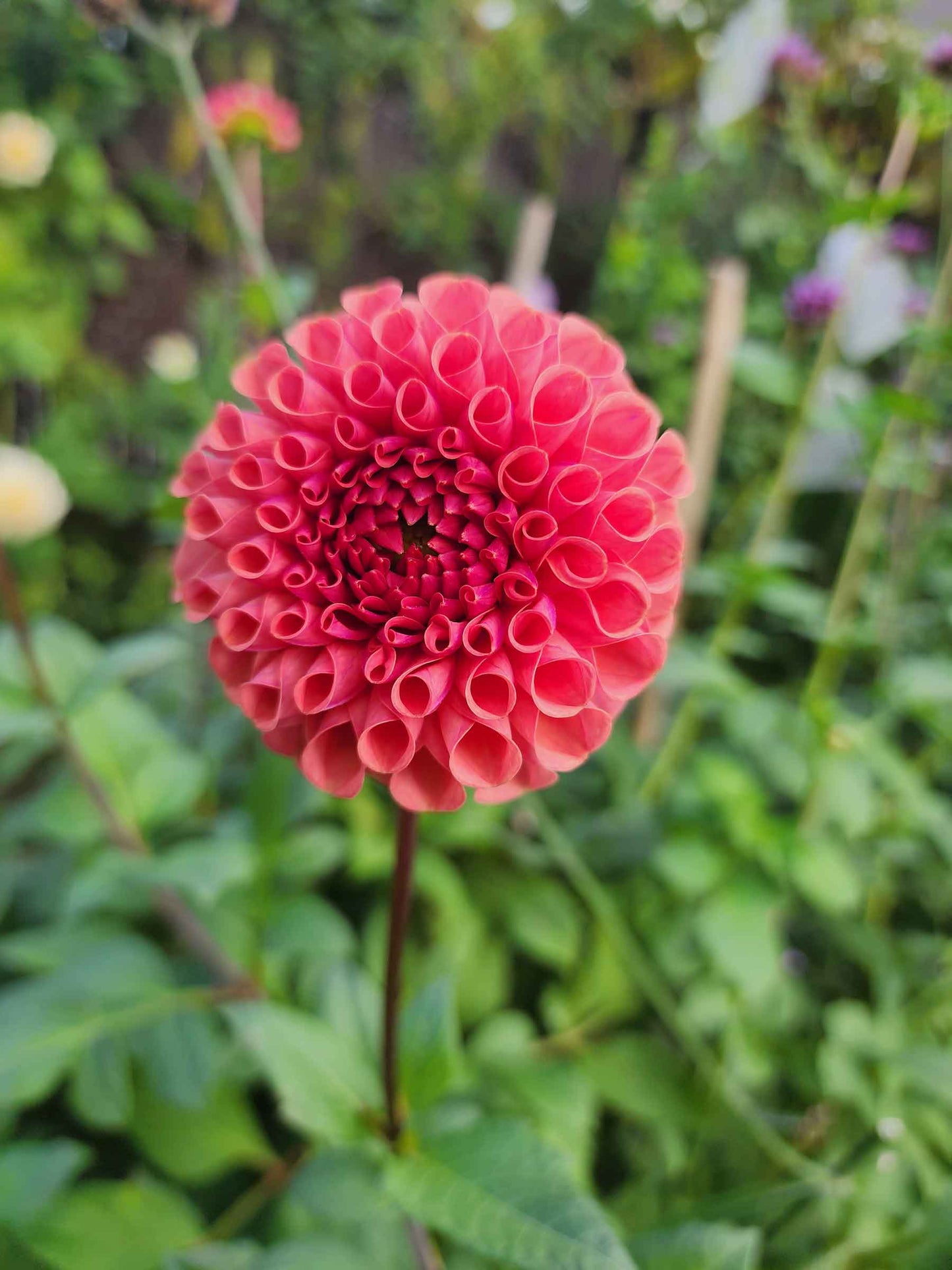 Dahlia Ferncliff Rusty (tuber)