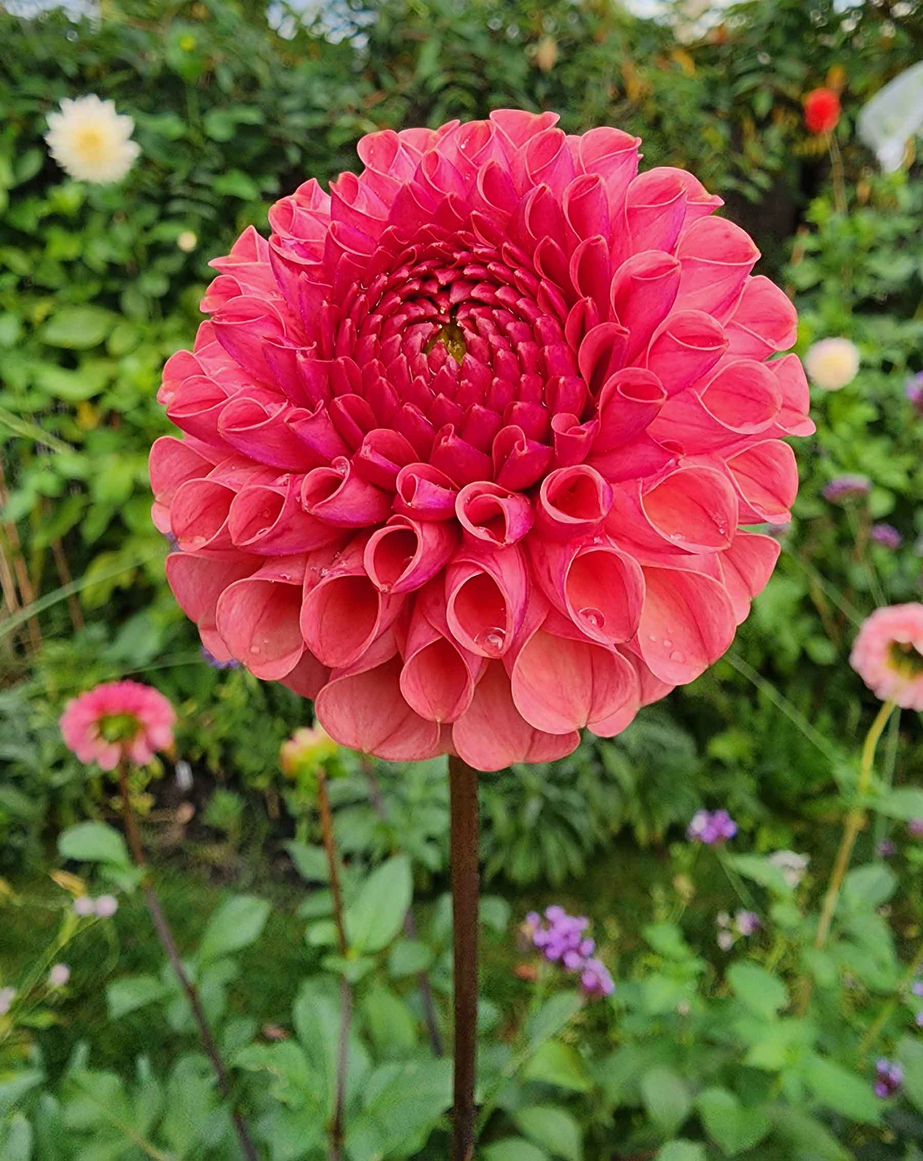 ferncliff rusty dahlia