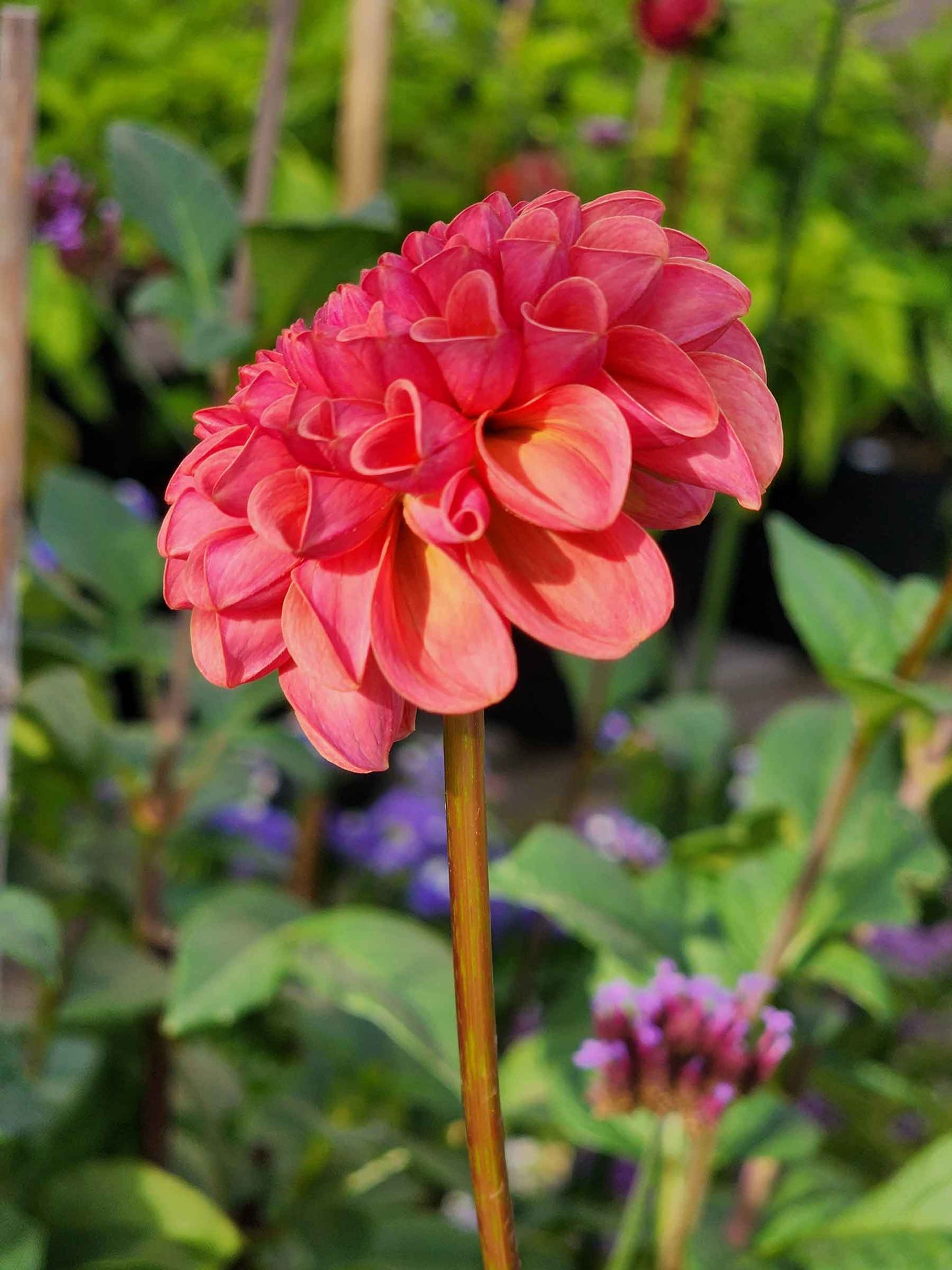 Dahlia Ferncliff Rusty (tuber)