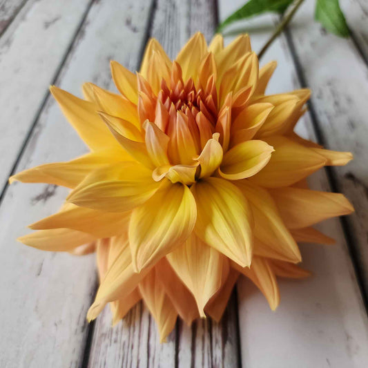 honeymoon dahlia