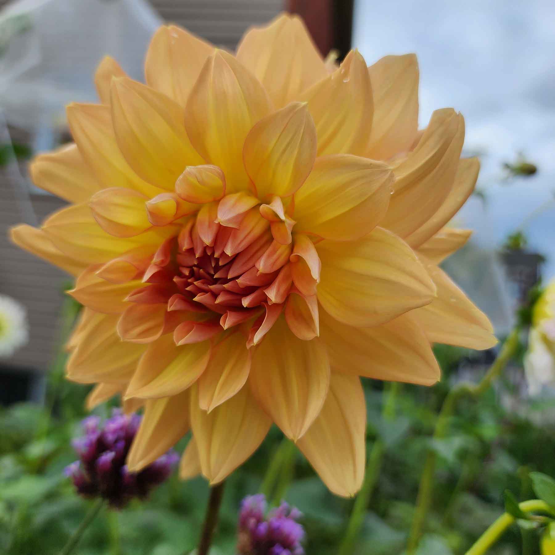 honeymoon dahlia