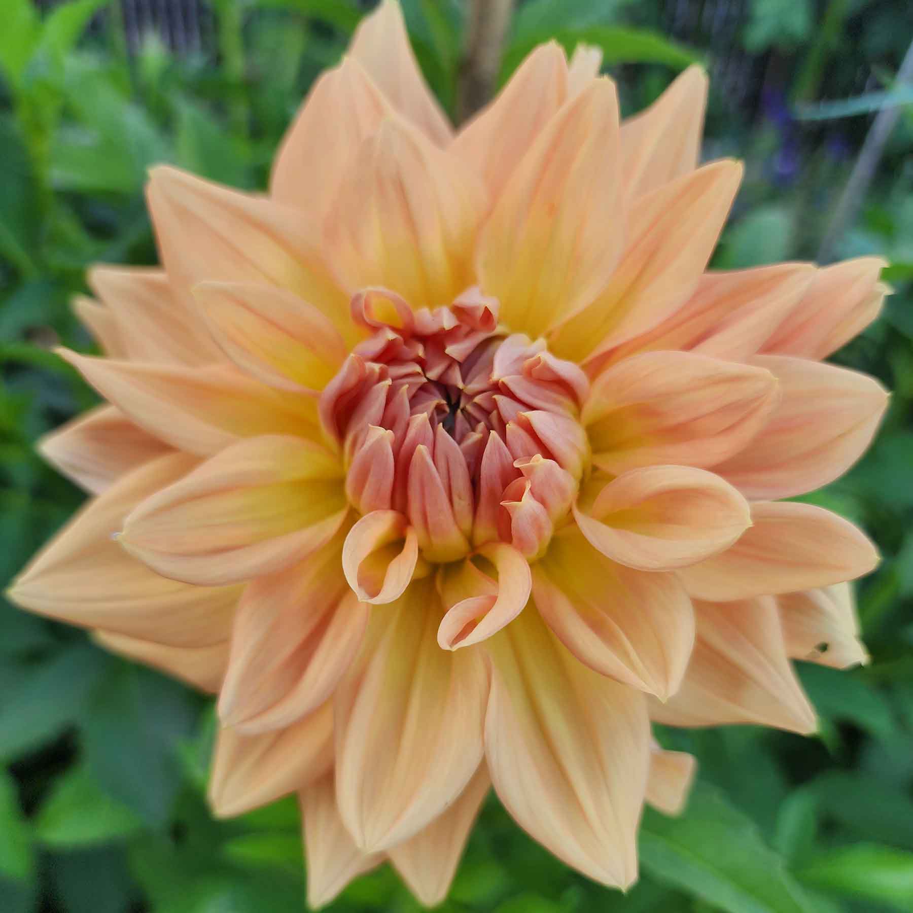 honeymoon dahlia