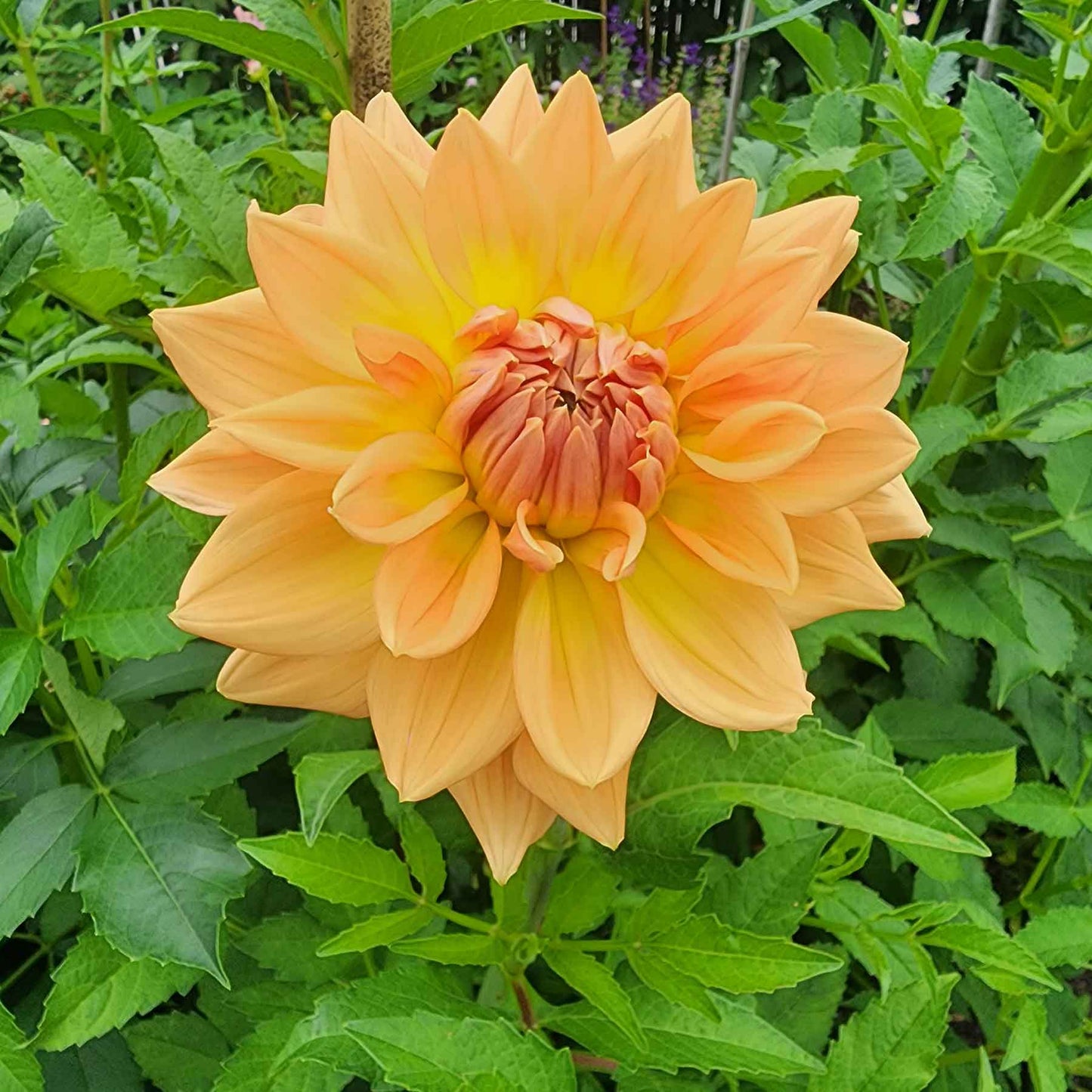 Dahlia Honeymoon (tuber)