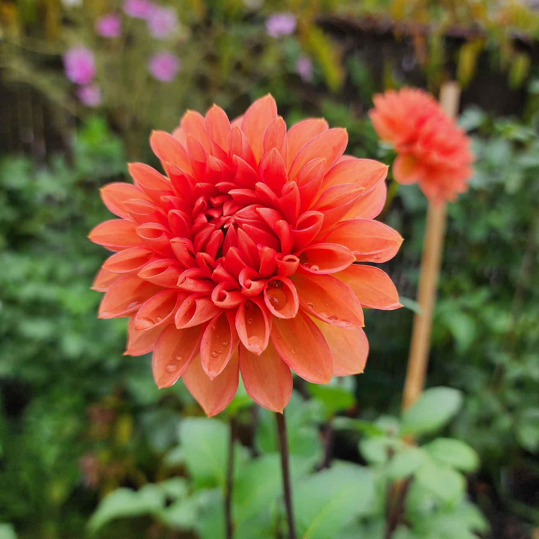 intrigue dahlia canada coral