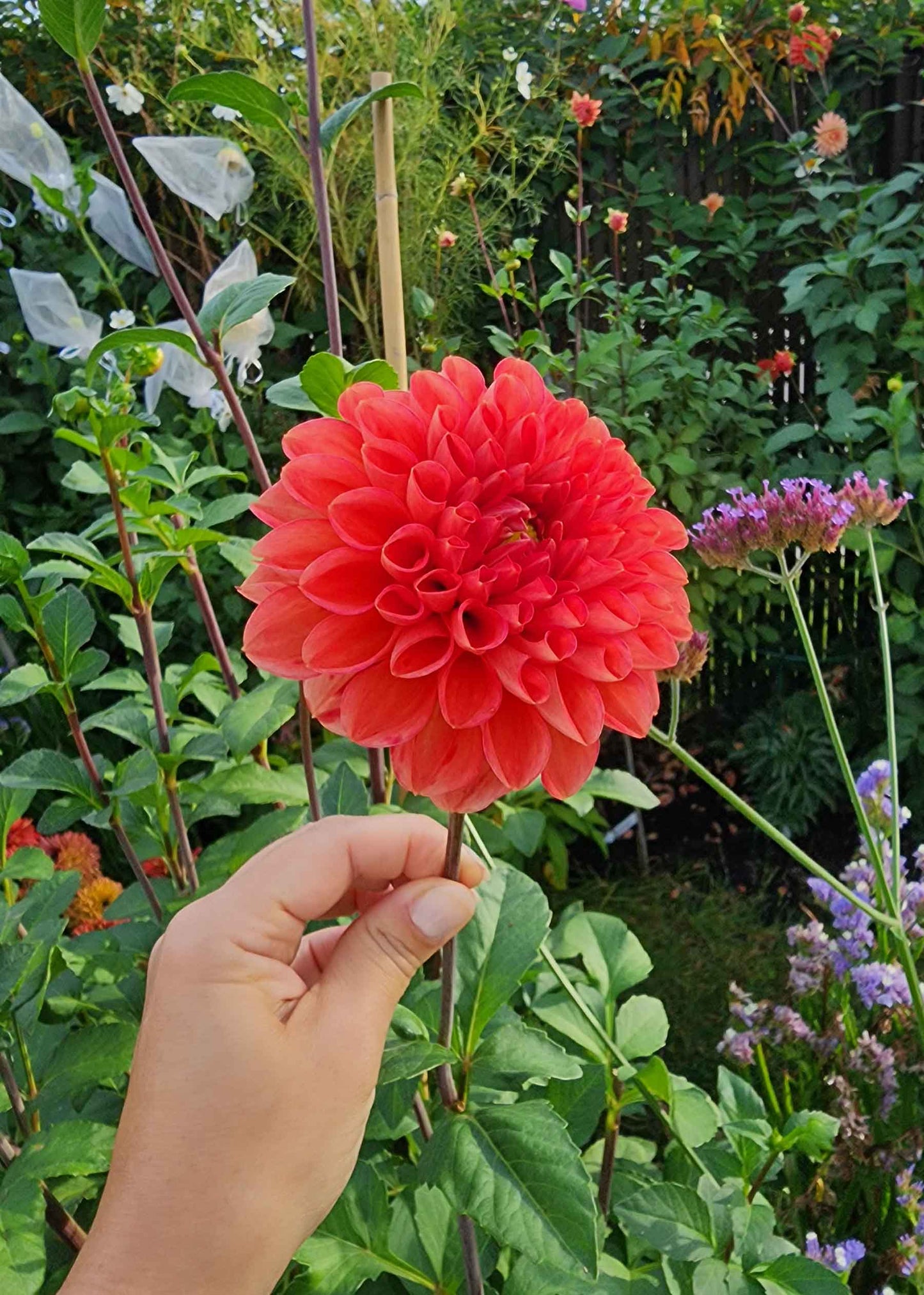 Dahlia Intrigue Tuber Jamais Sans Mes Fleurs