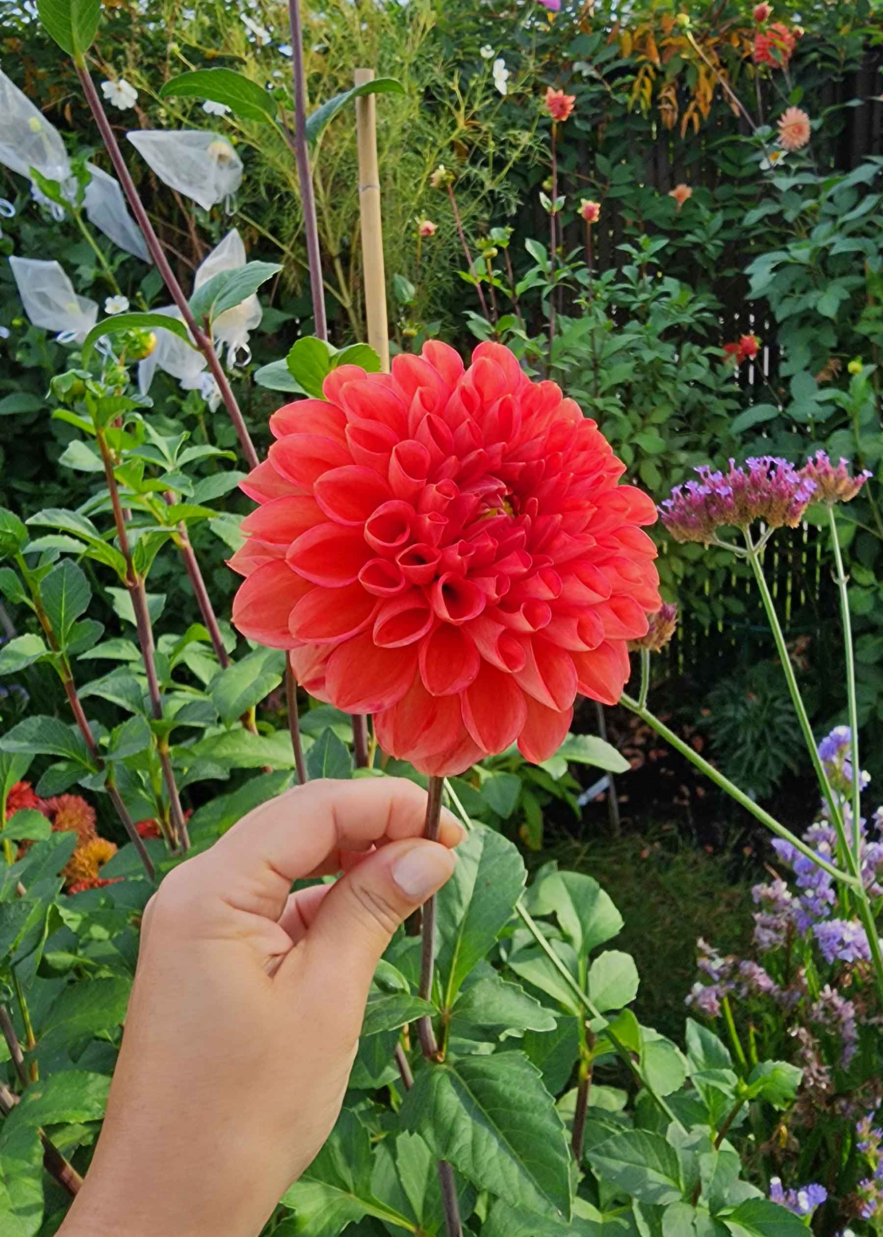 cut flower garden canada dahlia tubers sale