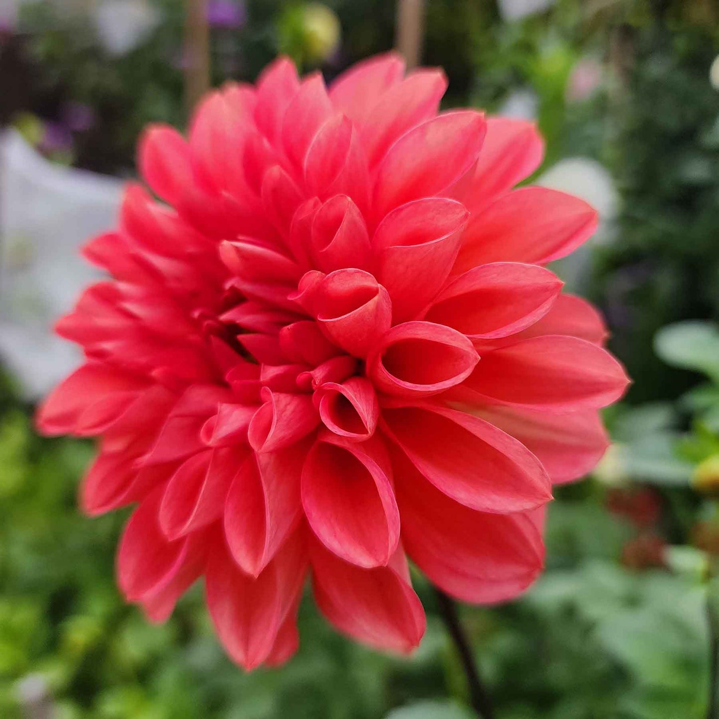 intrigue dahlia canada tibers