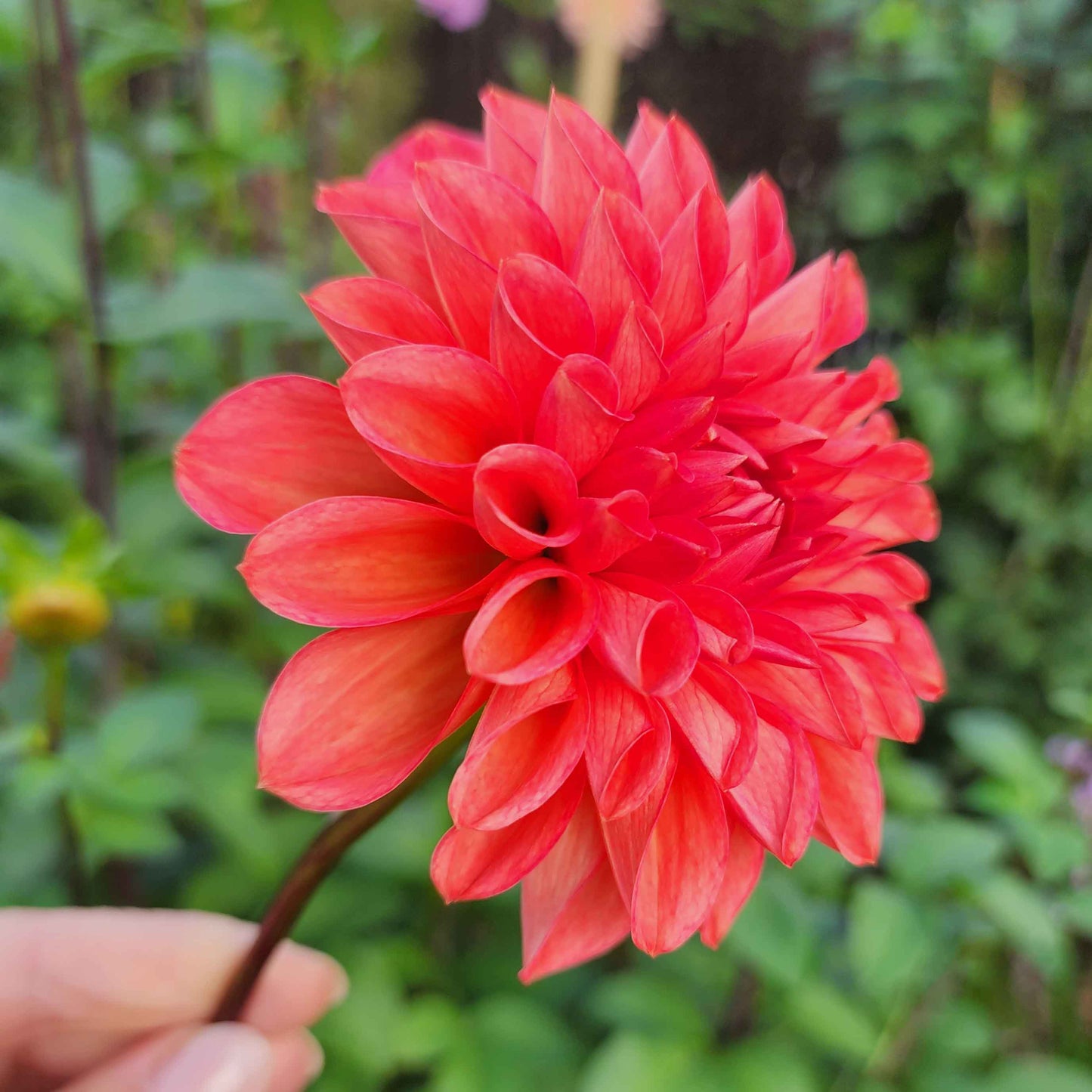 intrigue dahlia canada