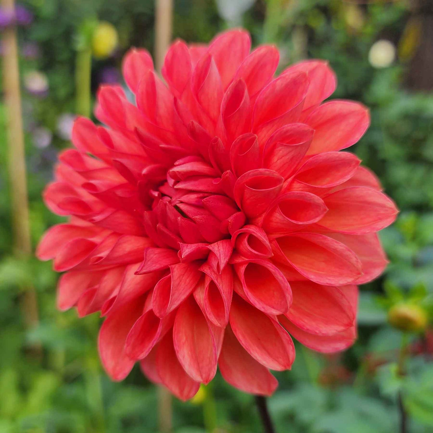 intrigue dahlia canada raspberry color tubers sale