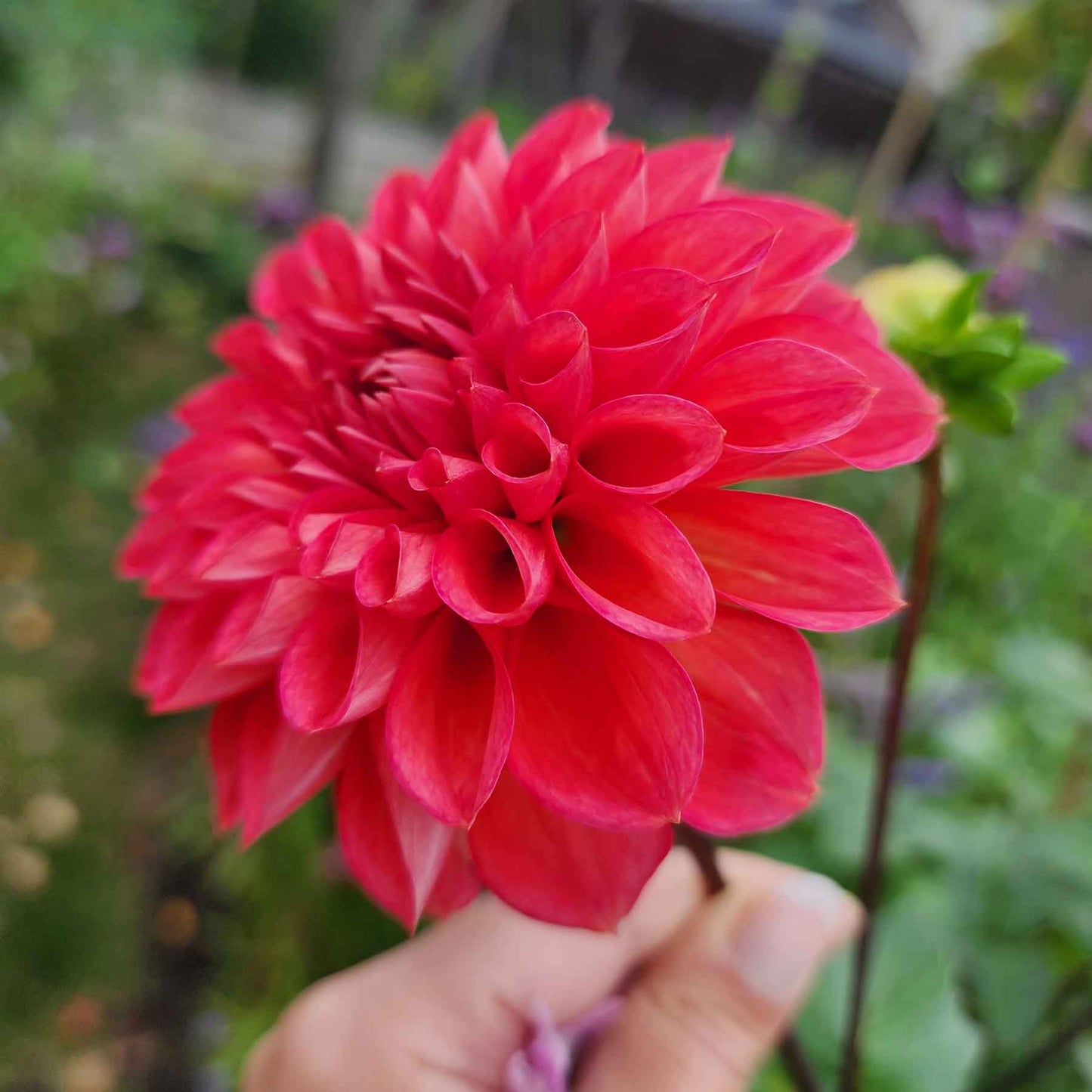 intrigue dahlia canada