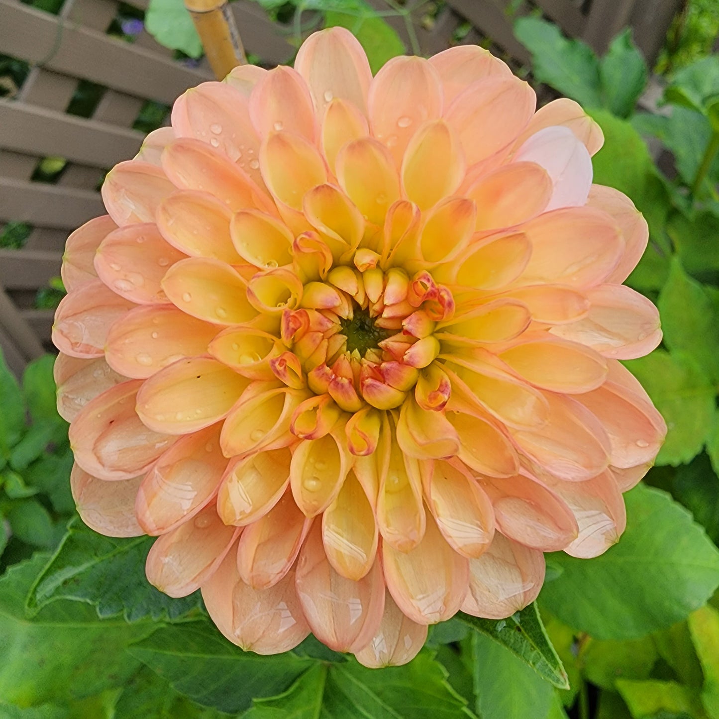 jowey nicky dahlia tuber sale