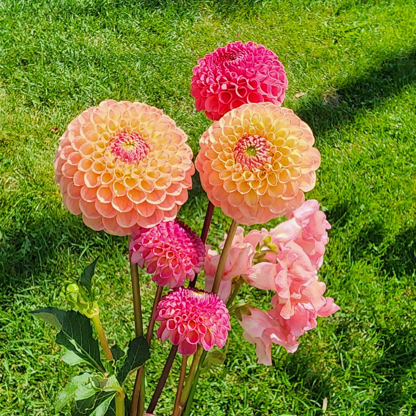 jowey nicky in dahlia bouquet