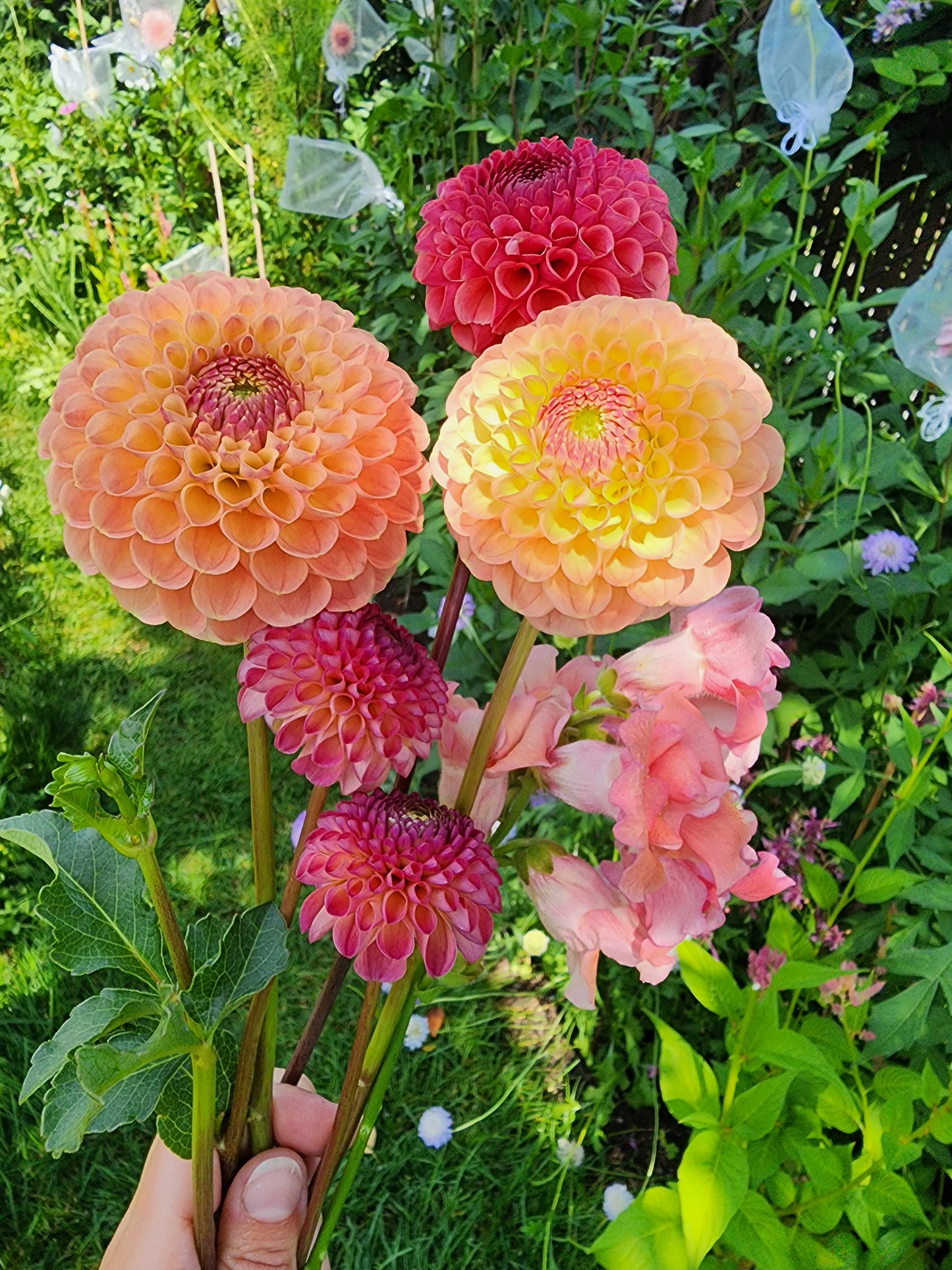 Dahlia Jowey Nicky (tuber)