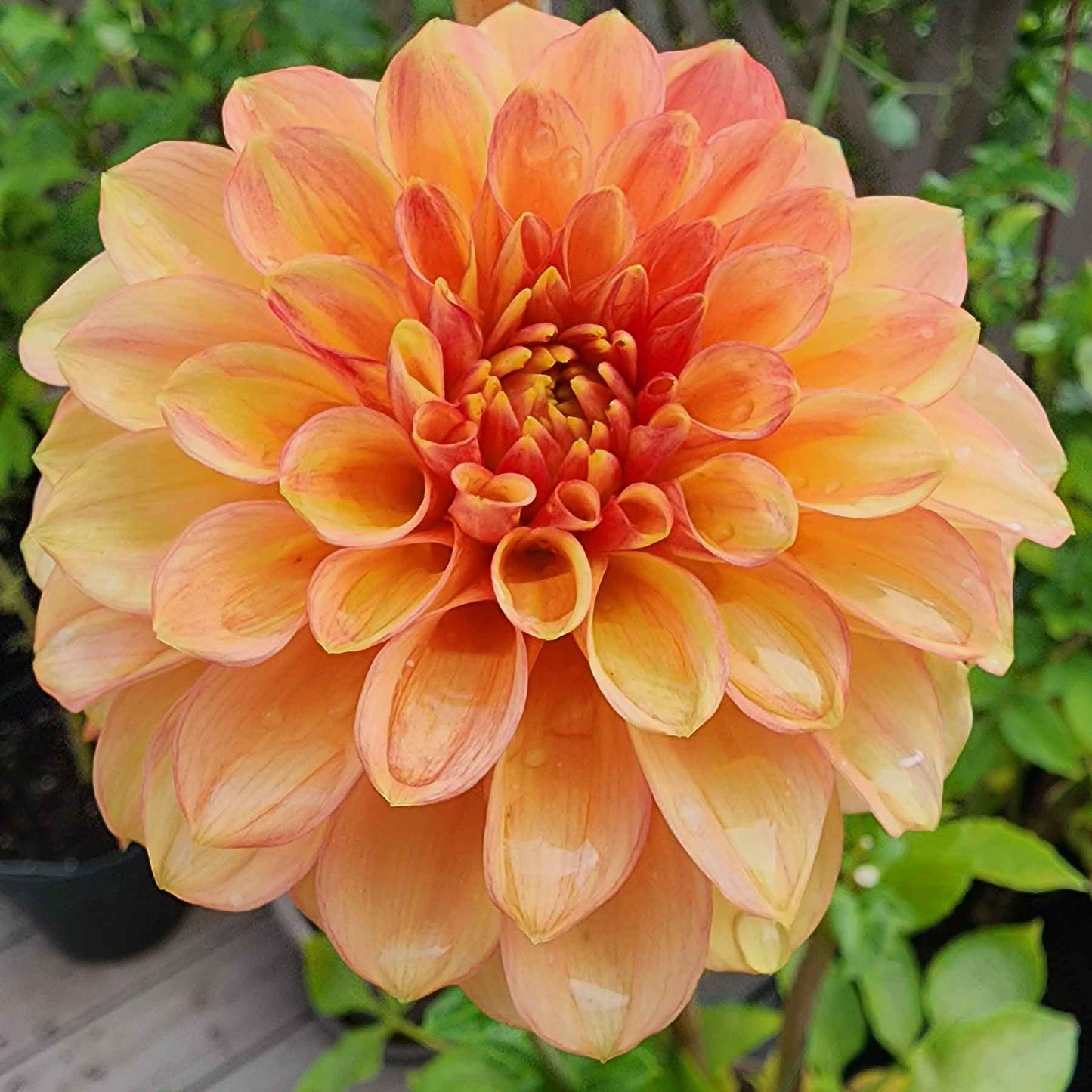 lakeview lucky dahlia tubers canada