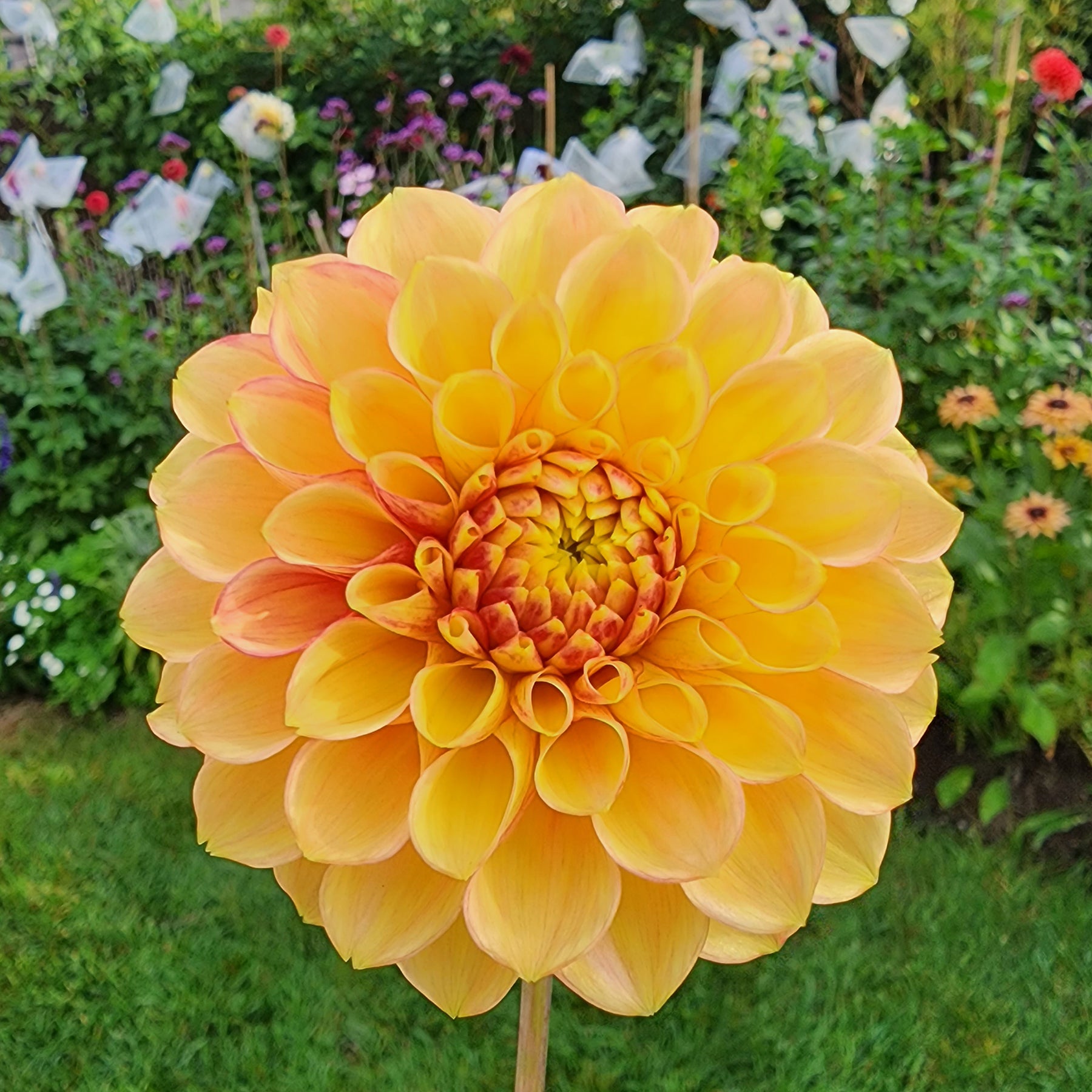 lakeview lucky dahlia