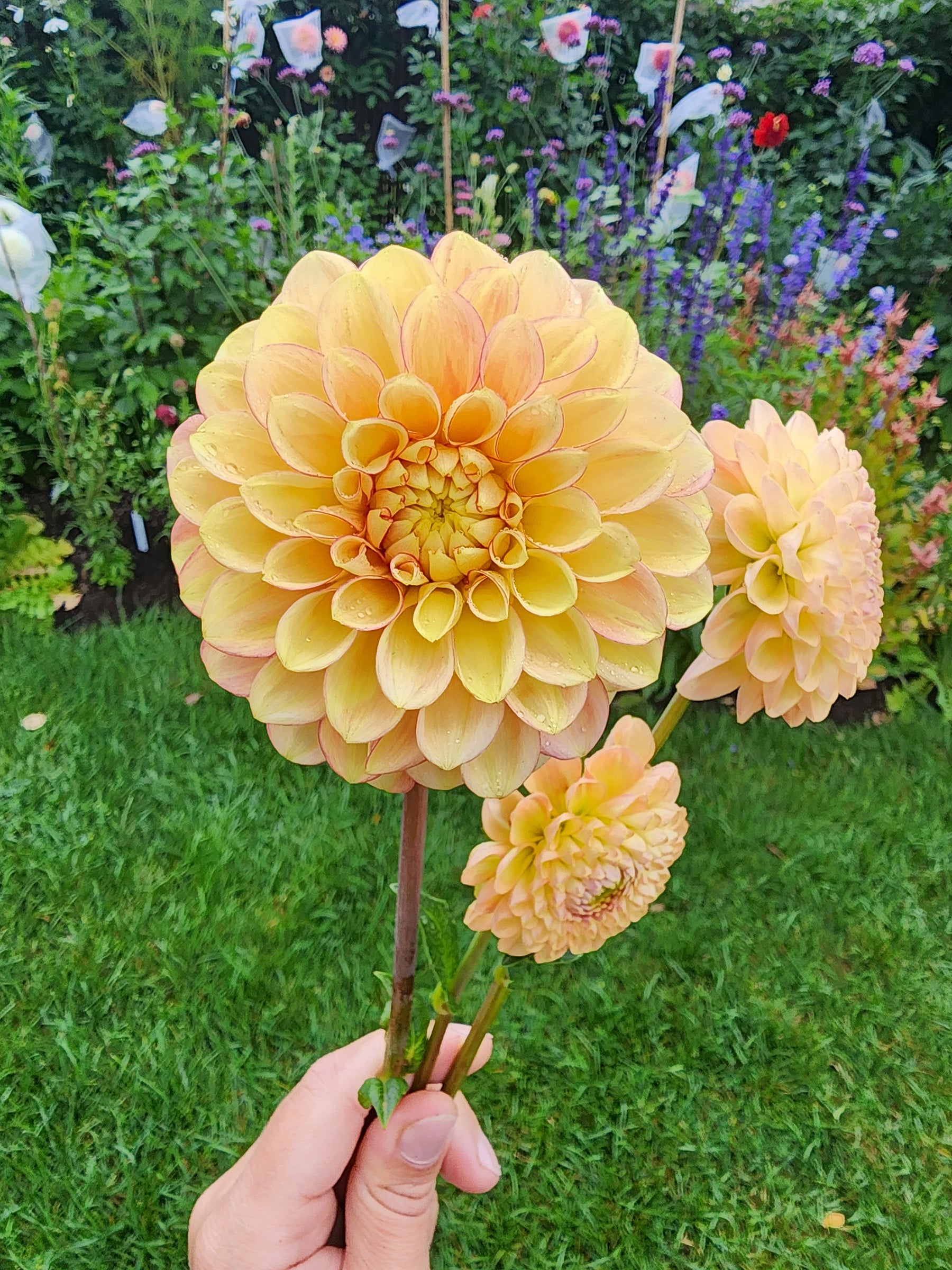 lakeview lucky dahlia