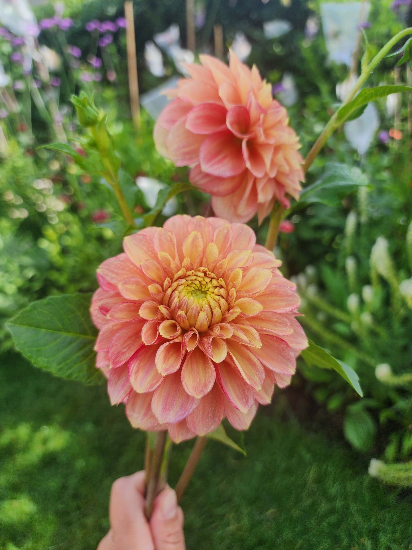 lakeview lucky dahlia canada