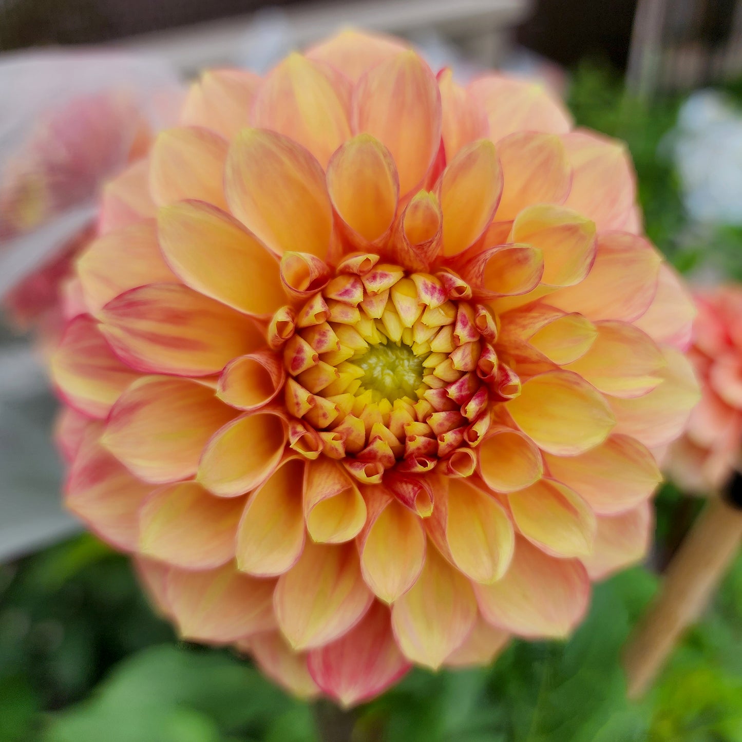 lakeview lucky dahlia