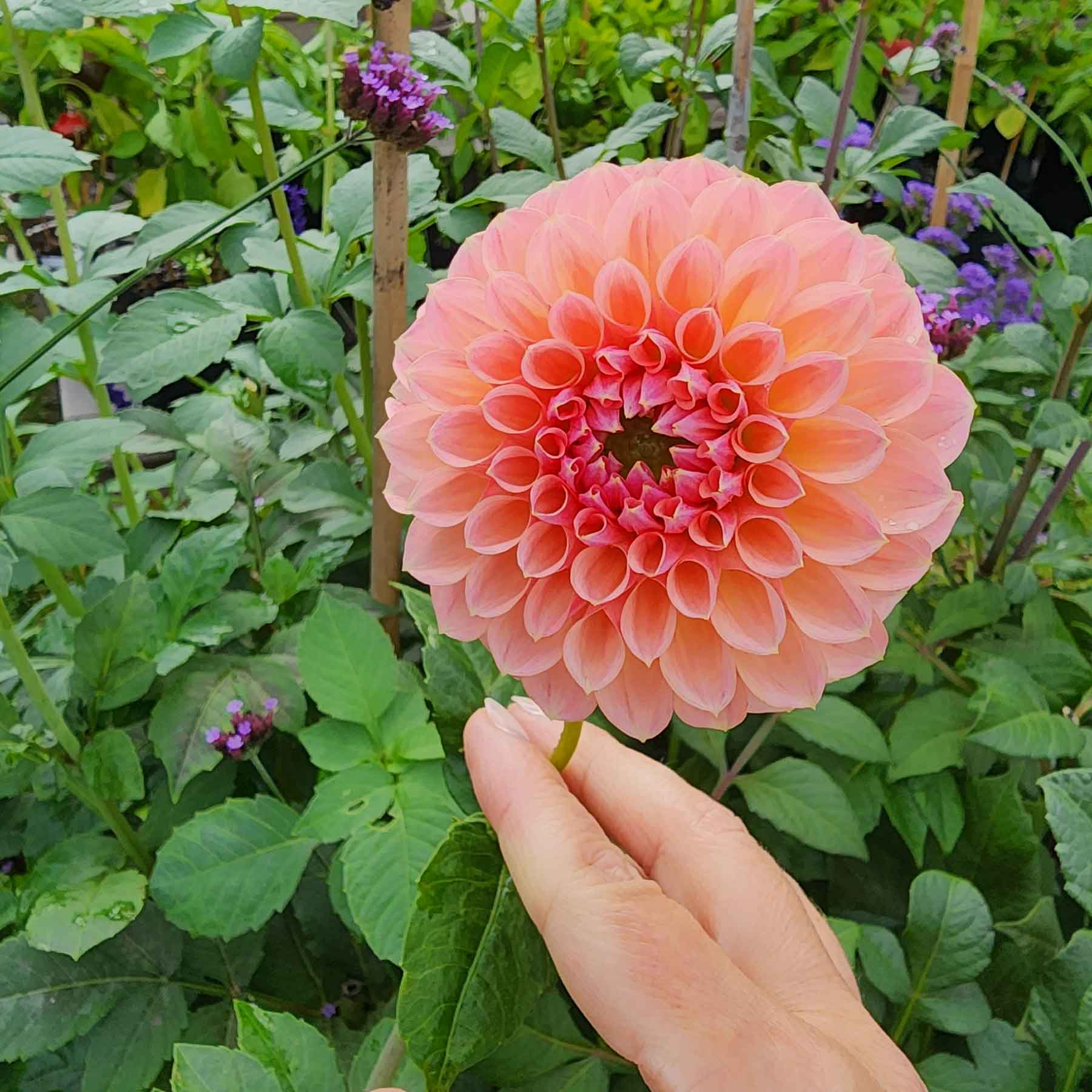 lindas baby dahlia canada