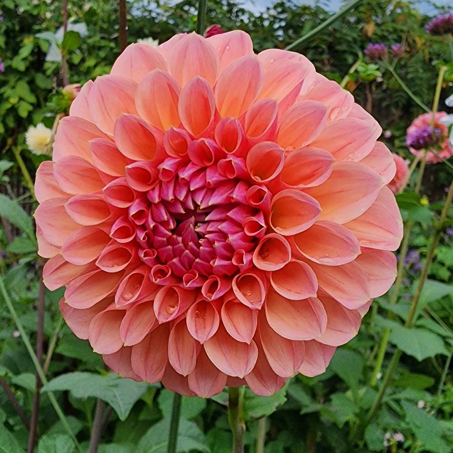 linda baby dahlia tubers sale canada