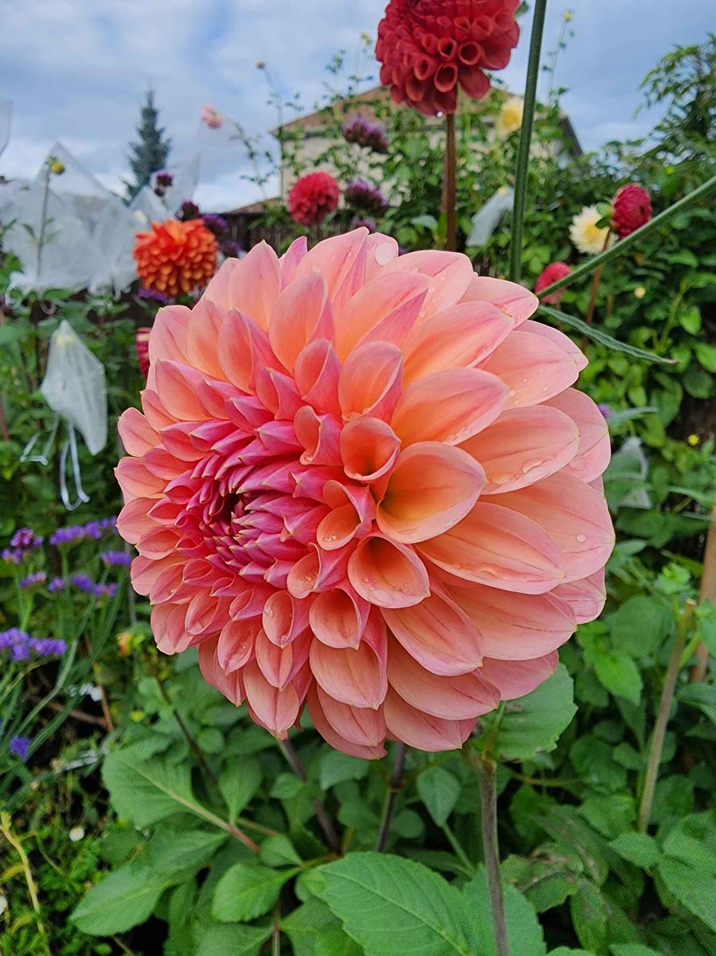 Linda's Baby dahlia tubers sale Canada