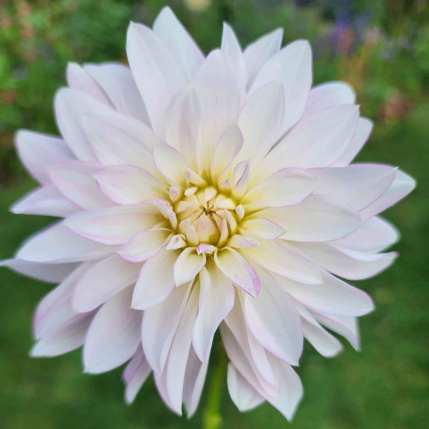 oreti candy dahlia tubers canada