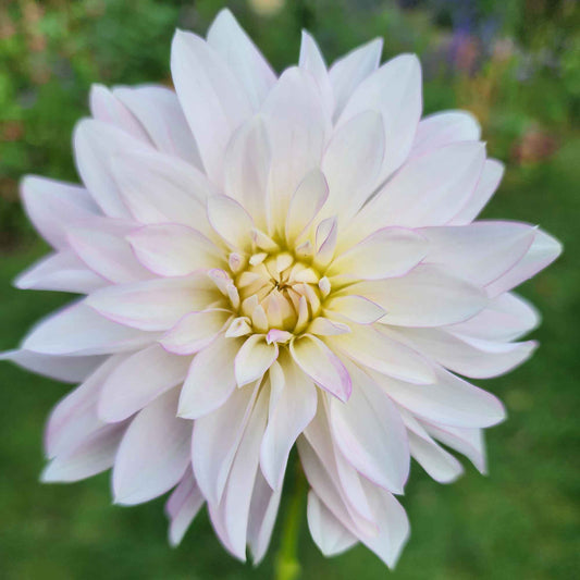 oreti candy dahlia tubers canada