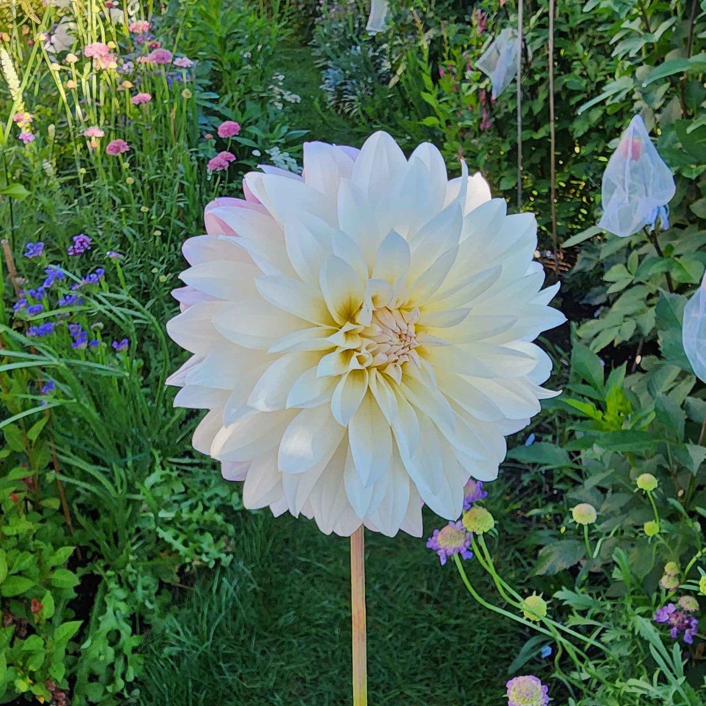 oreti candy dahlia canada