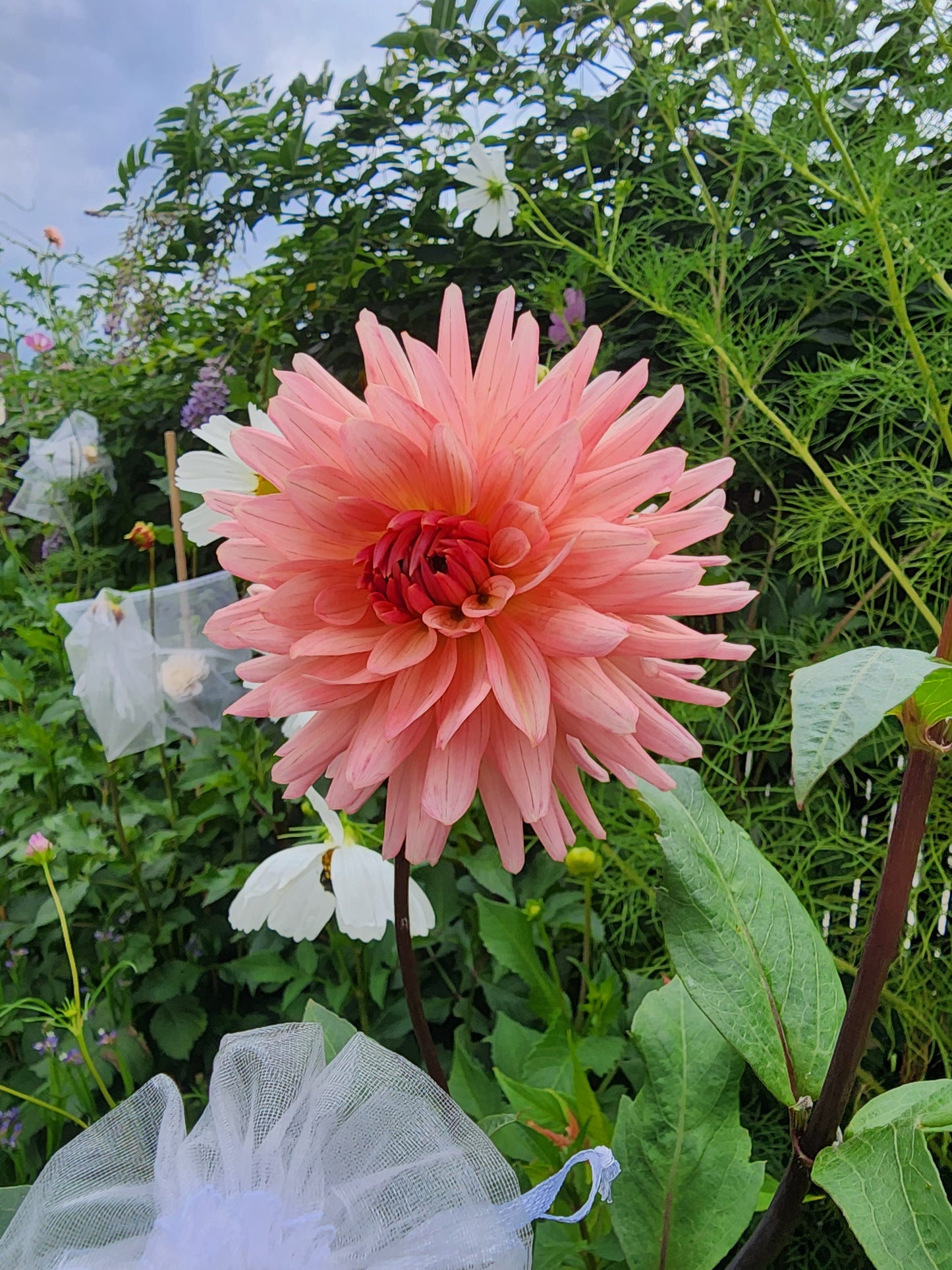 preference dahlia